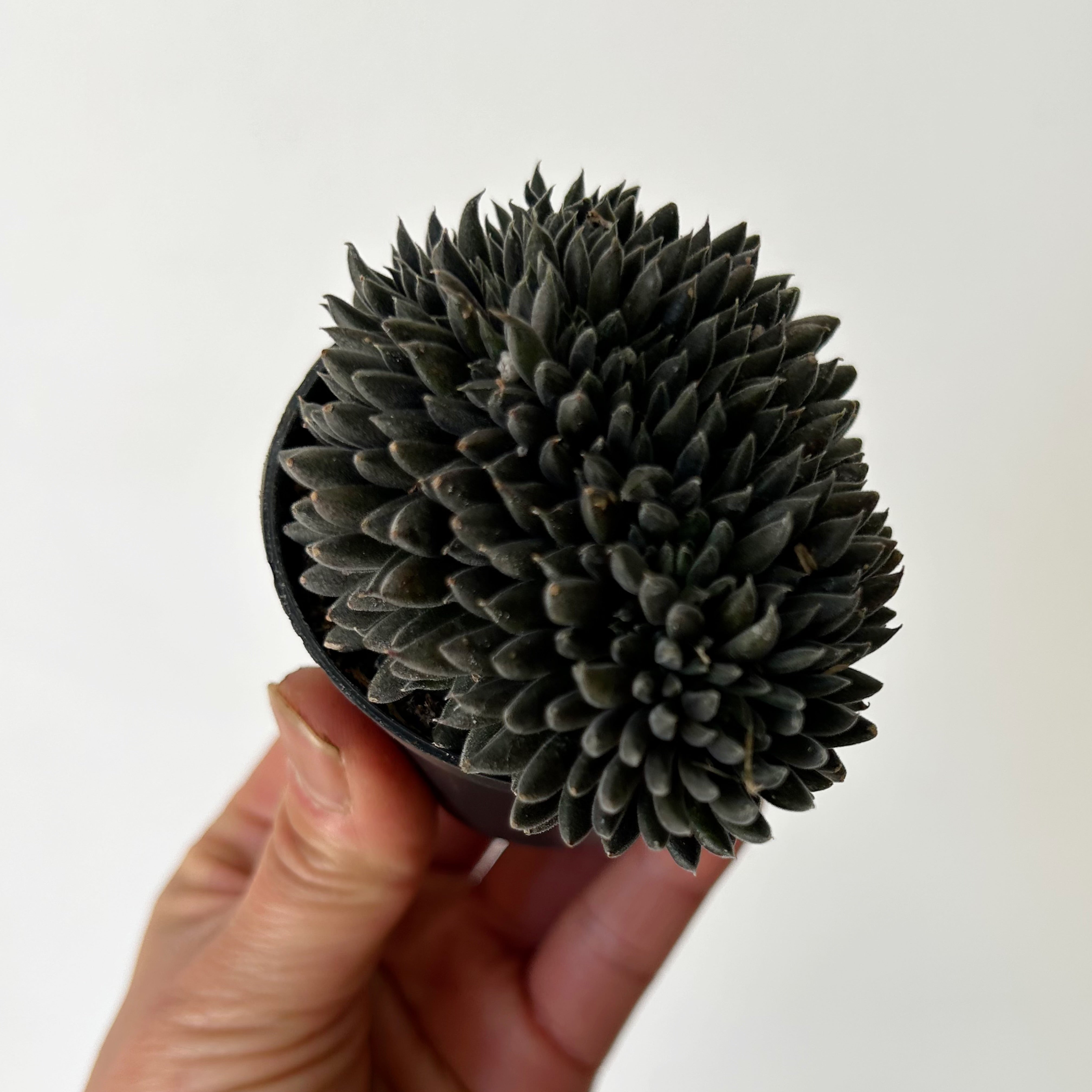 Chinese Jade Cristata (Sinocrassula Yunnanensis) 2.75”pot