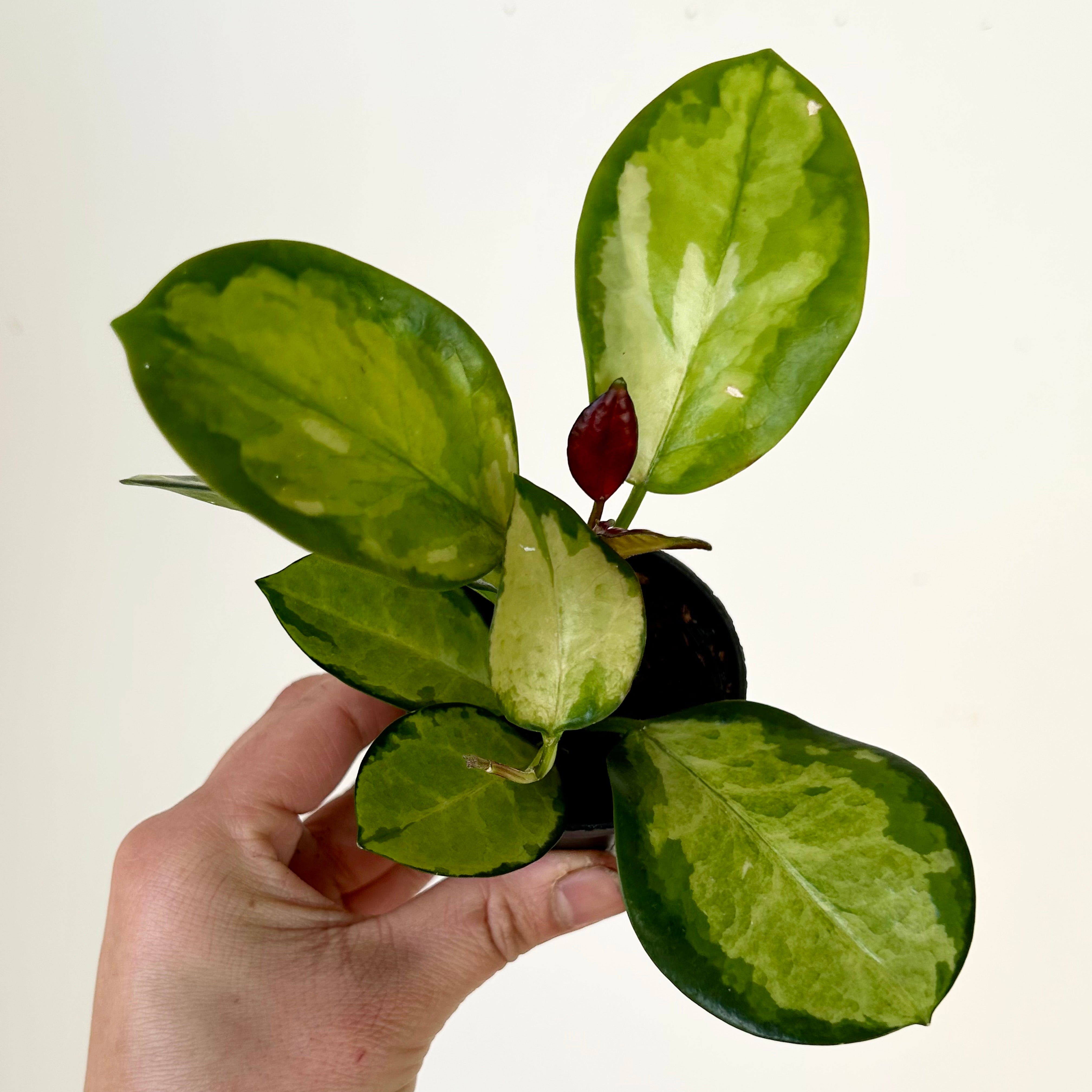Hoya Australis “Lisa” 2.5”pot