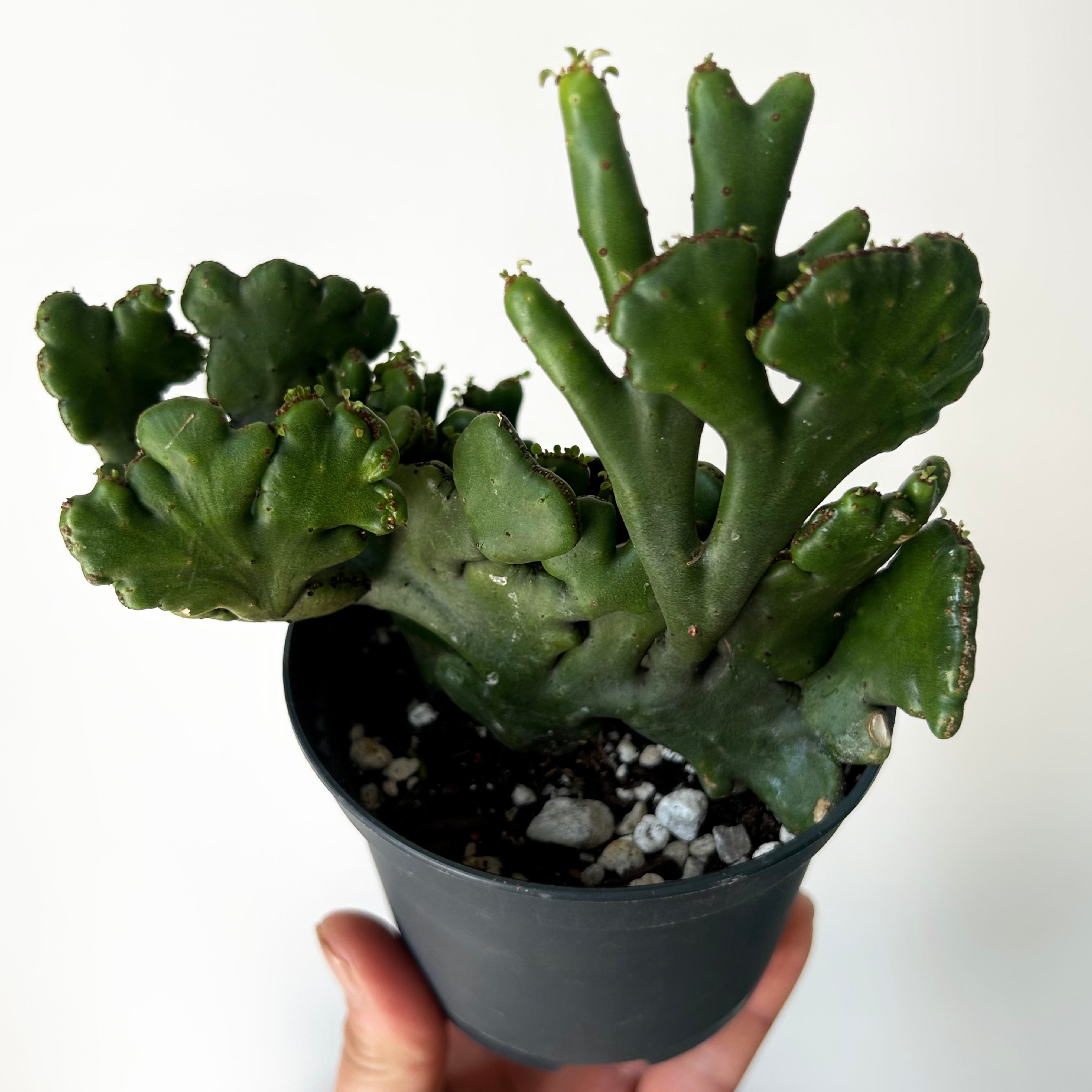 Euphorbia oncoclada cristata 3.5”pot
