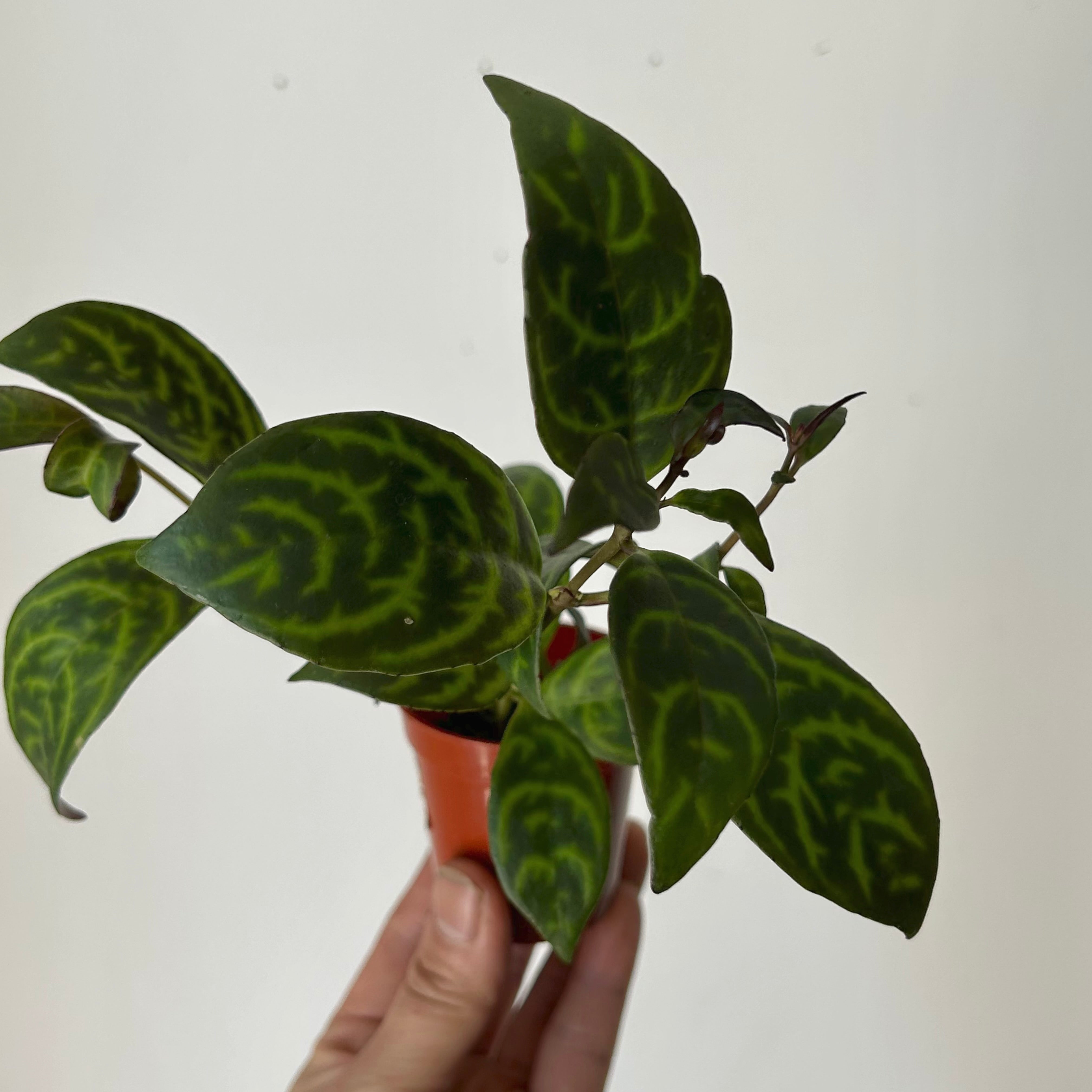 Black Pagoda Lipstick Vine 2.5” pot