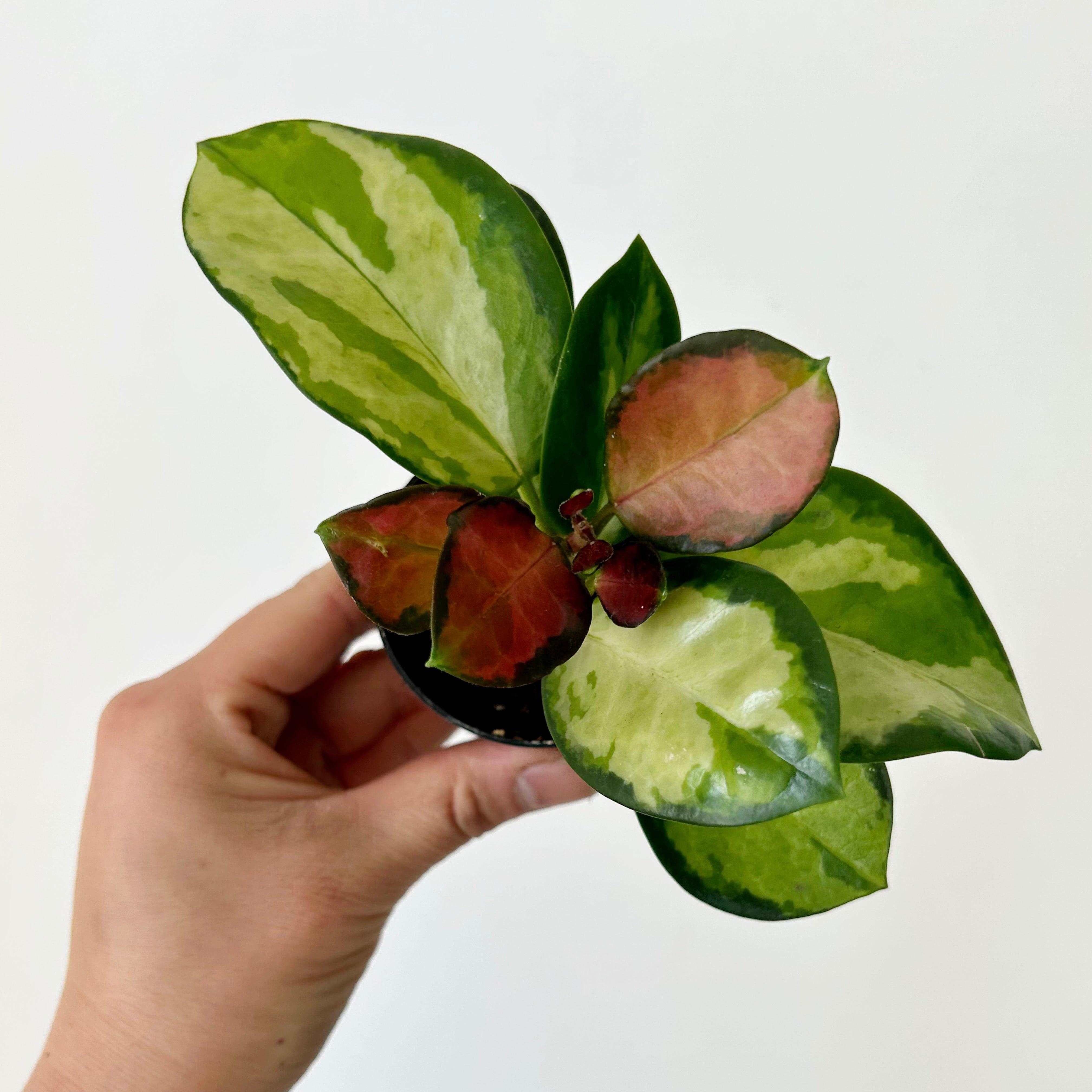 Hoya Australis “Lisa” 2.5”pot