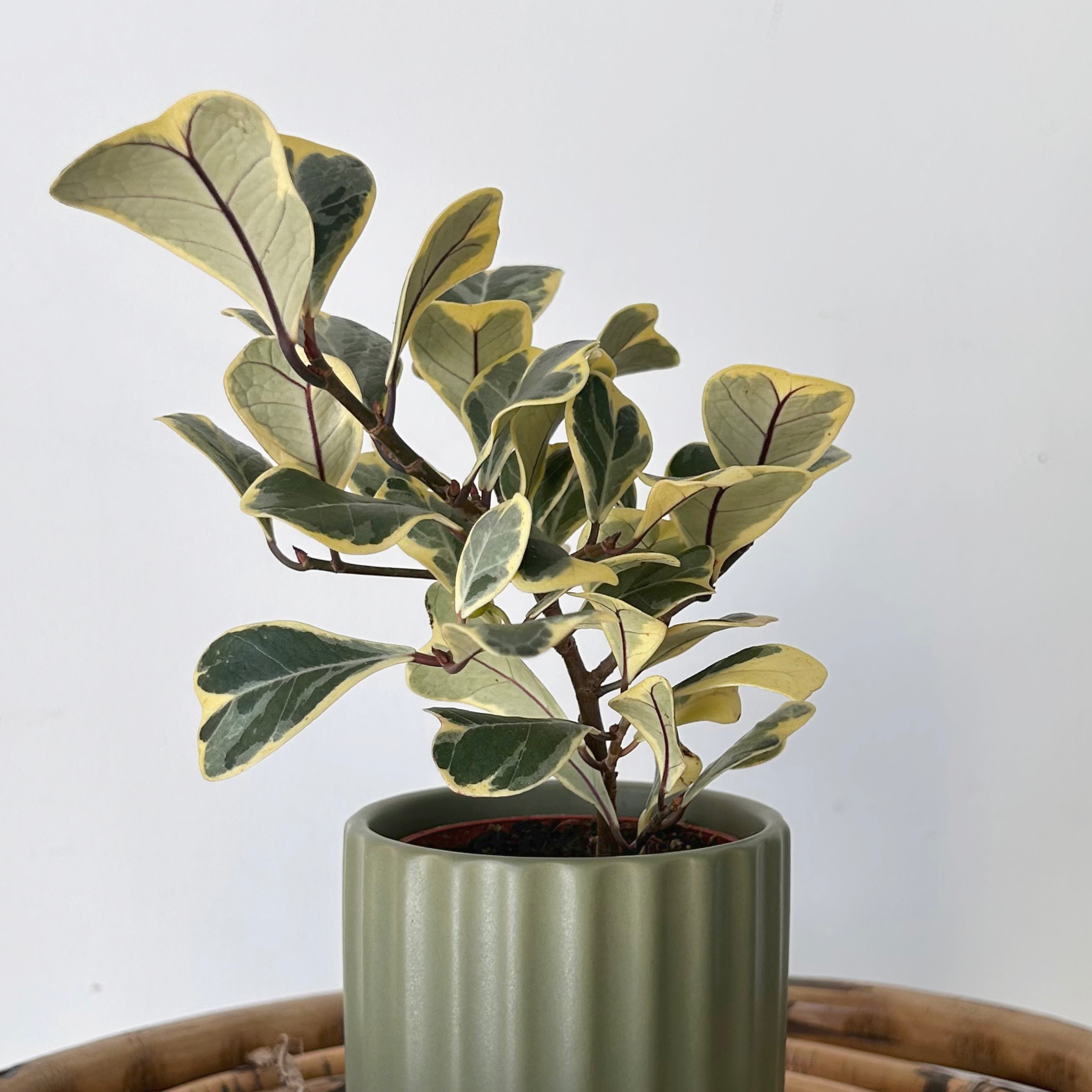 Variegated Ficus triangularis 3”pot