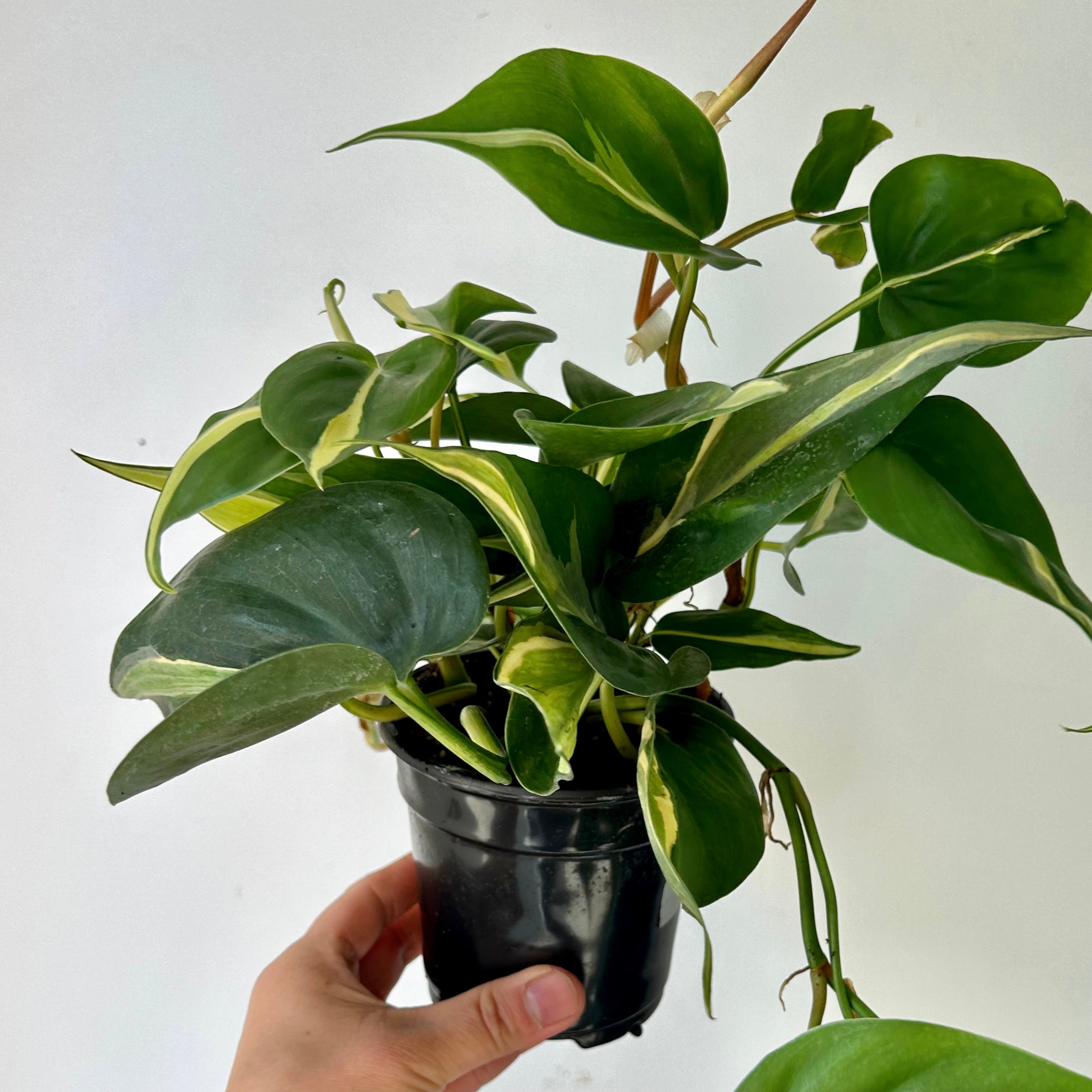Philodendron “ Silver Stripe” 4”pot