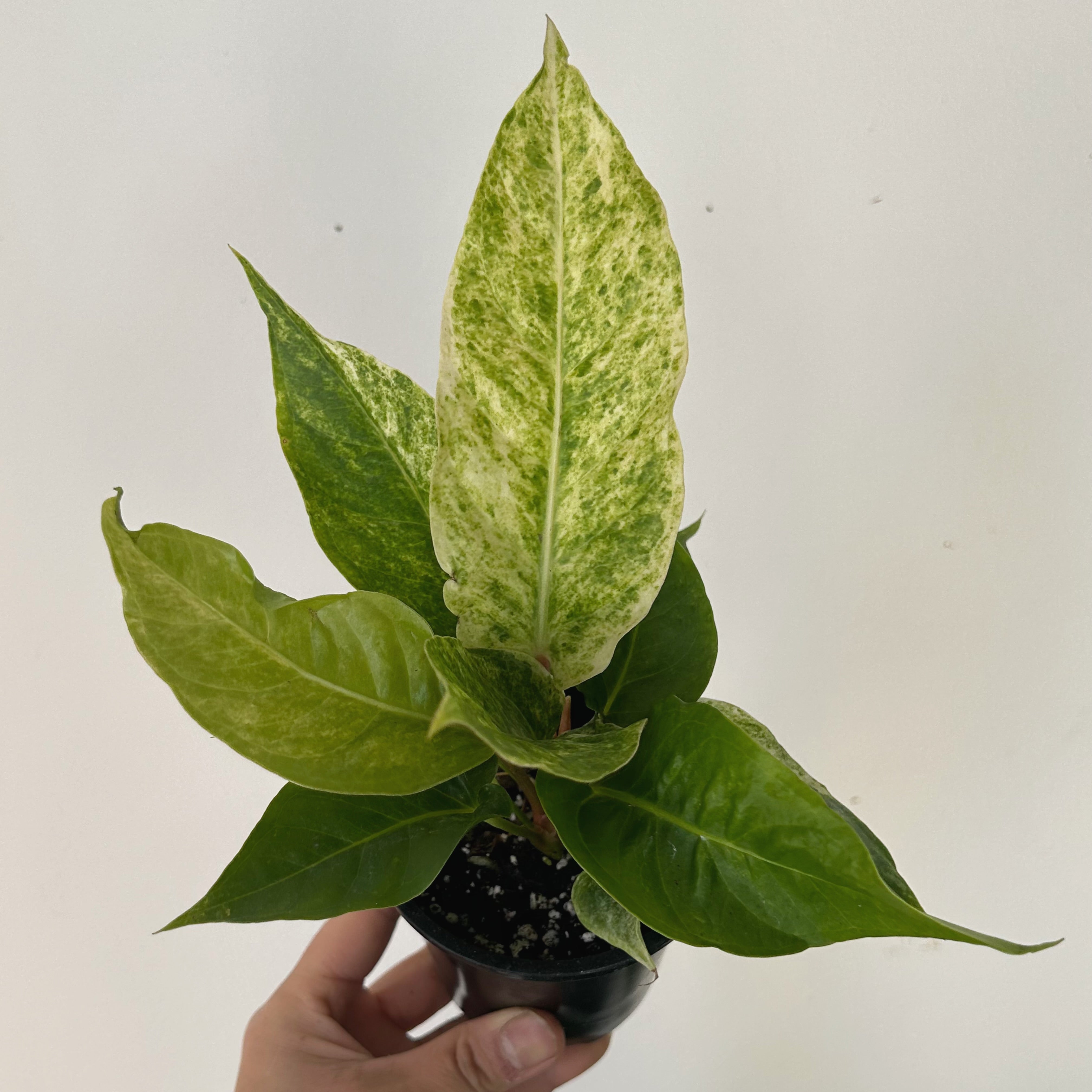 Variegated Birdnest Anthurium (Hookeri) 3.5”pot