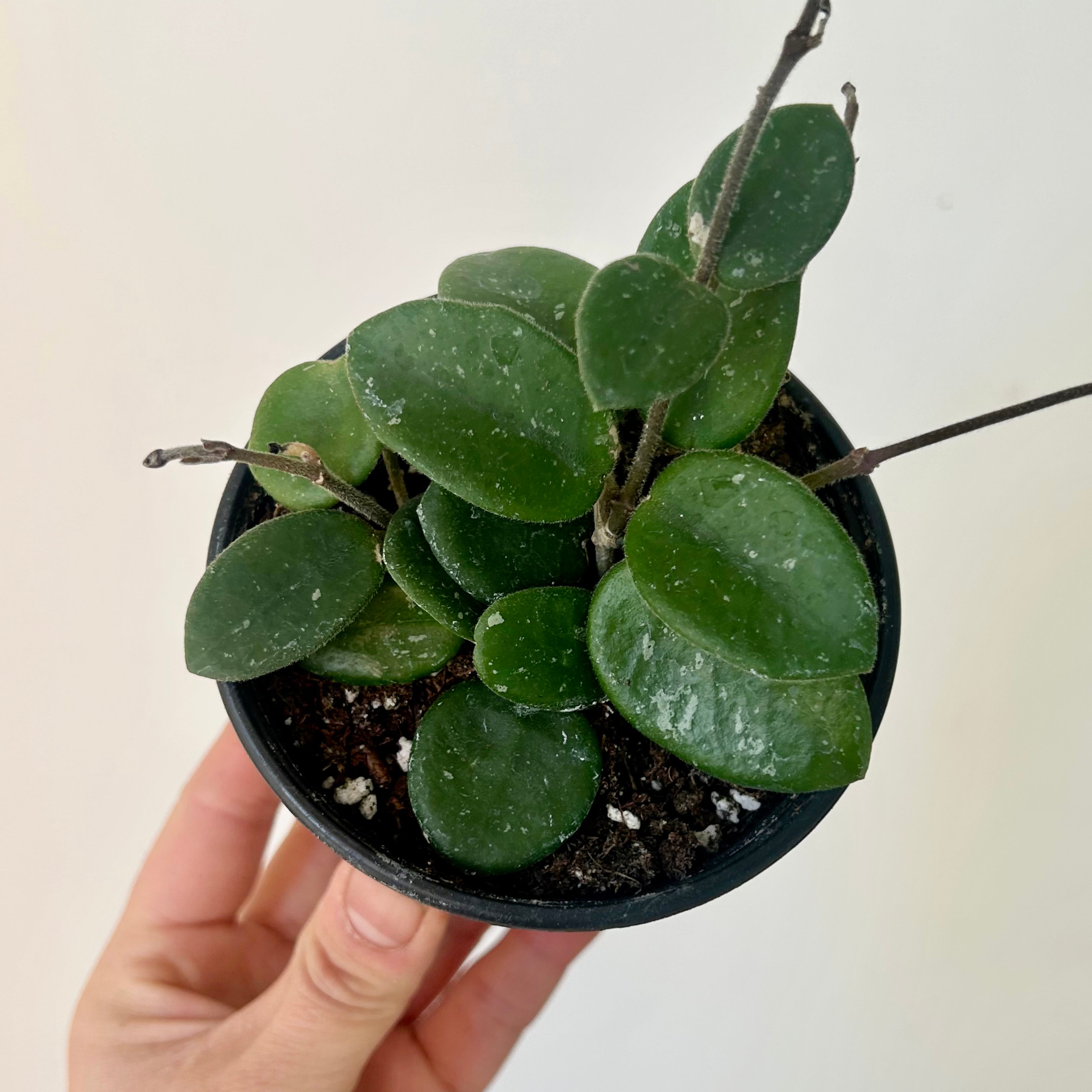 Hoya Mathilde 3.5”pot