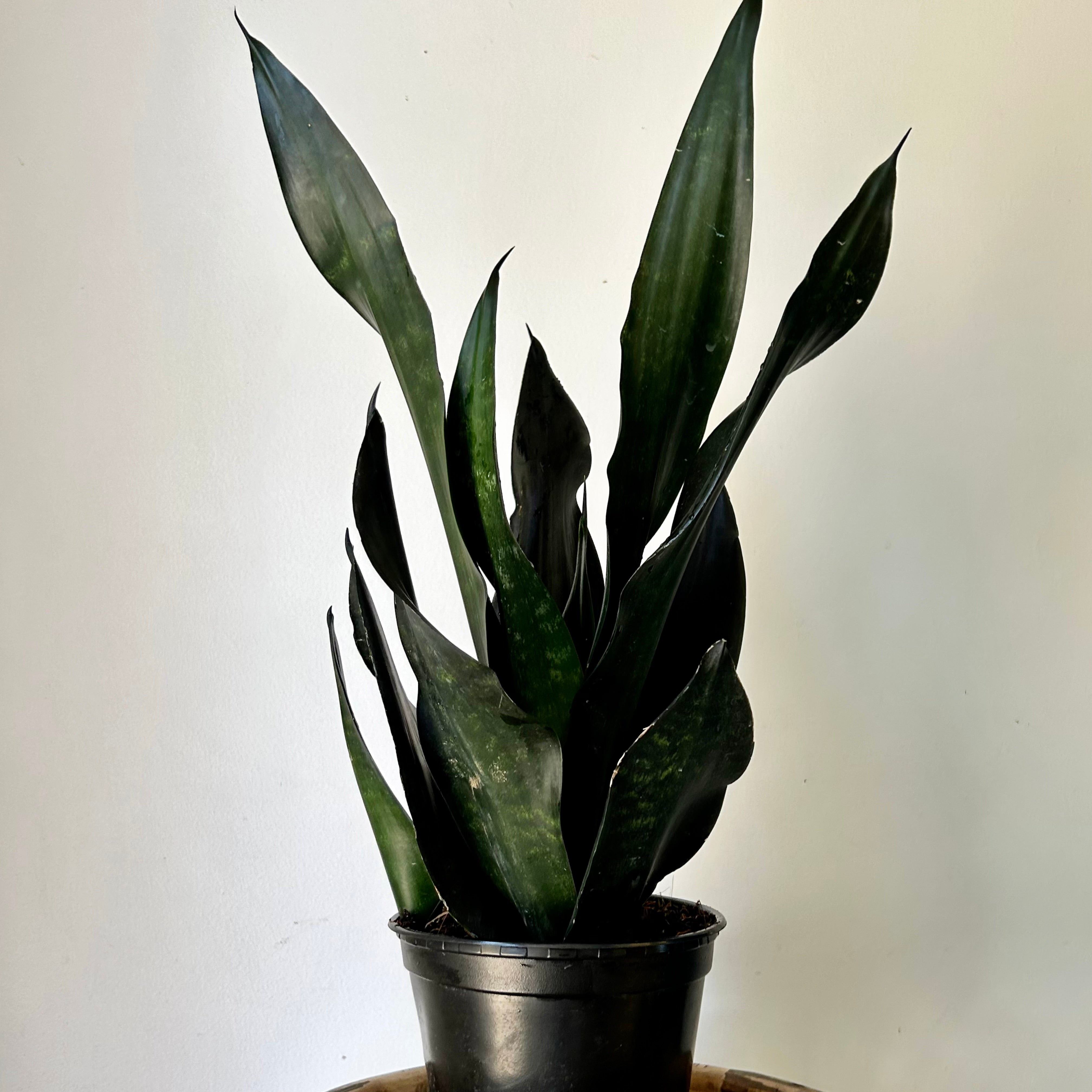 Sansevieria "Black Dragon" 6” pot