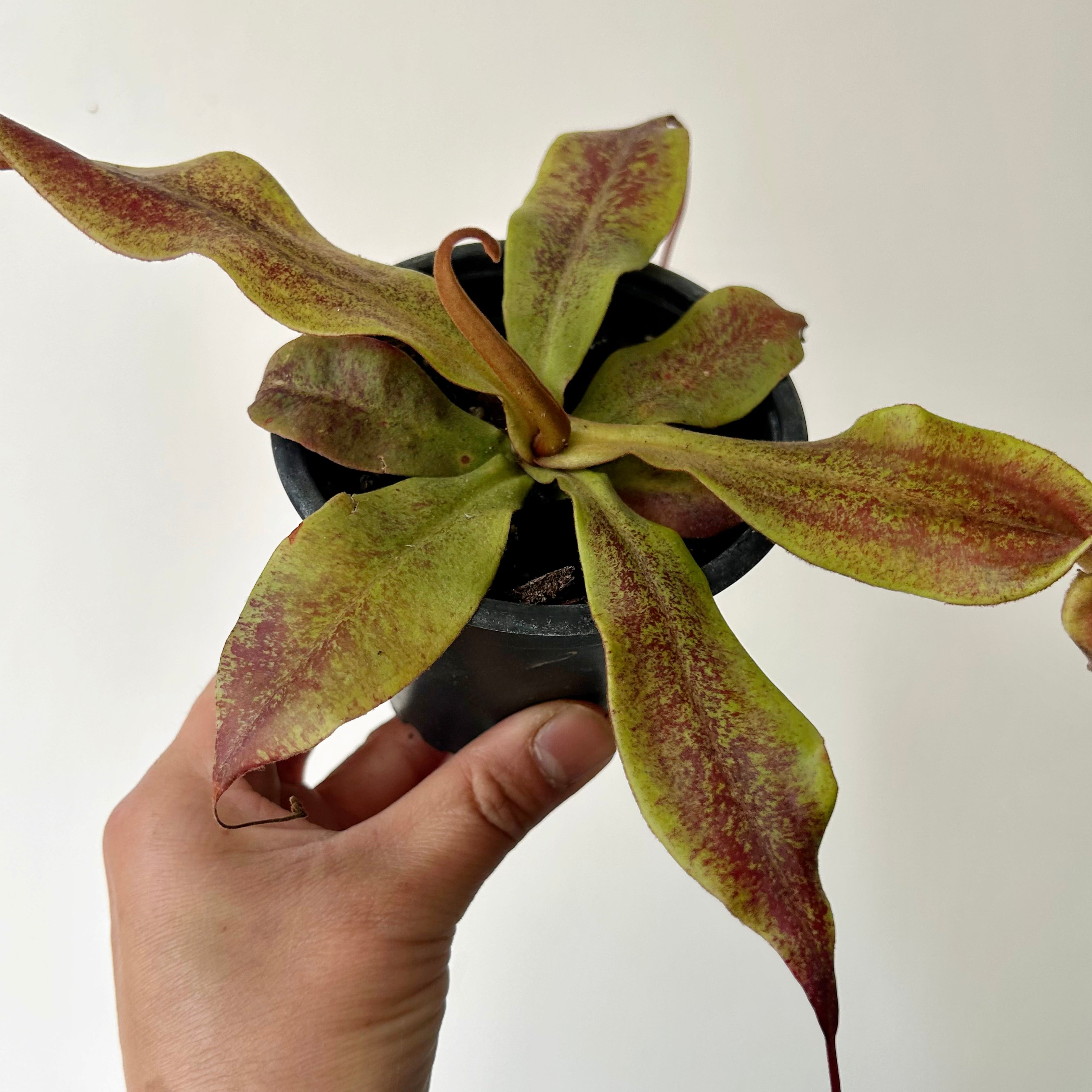 Carnivorous Pitcher Plant (Nepenthes) 3.5” pot