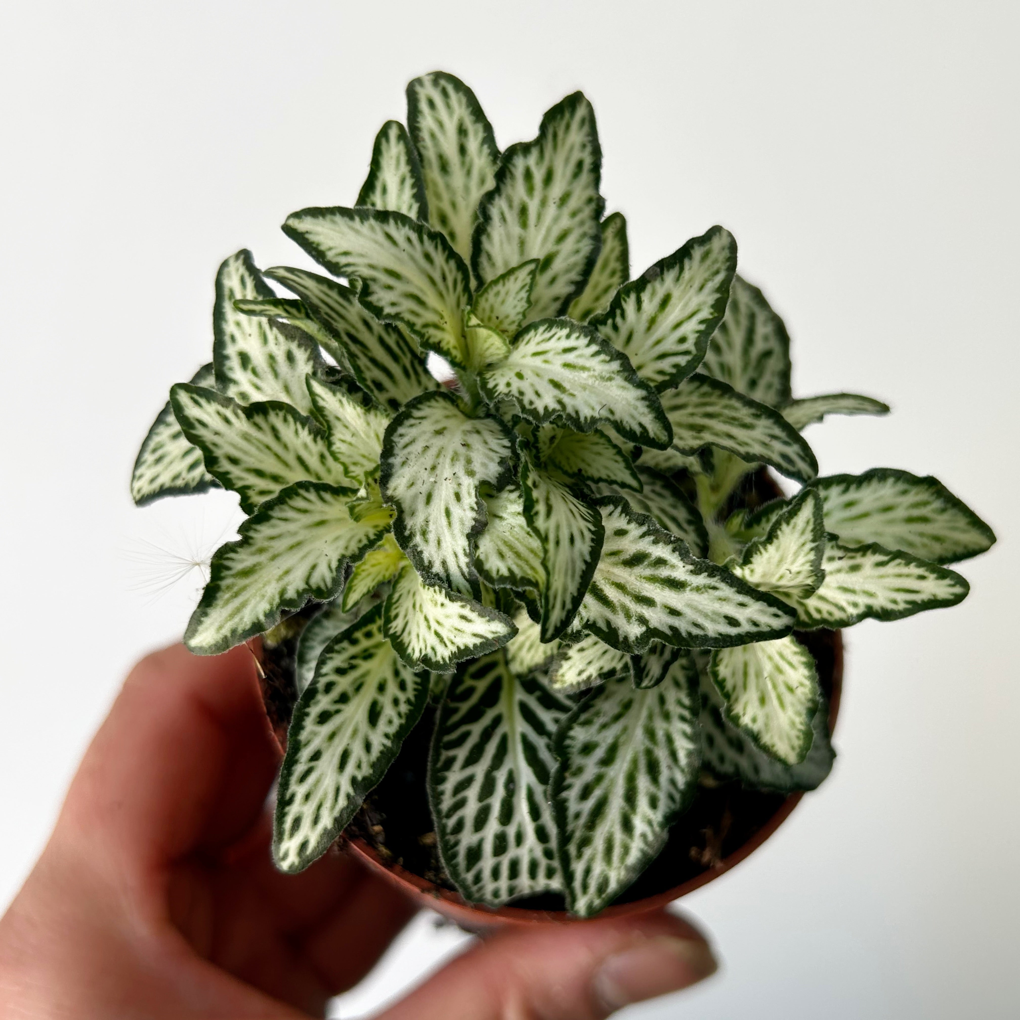 Nerve Plant (Fittonia) 2.75”pot