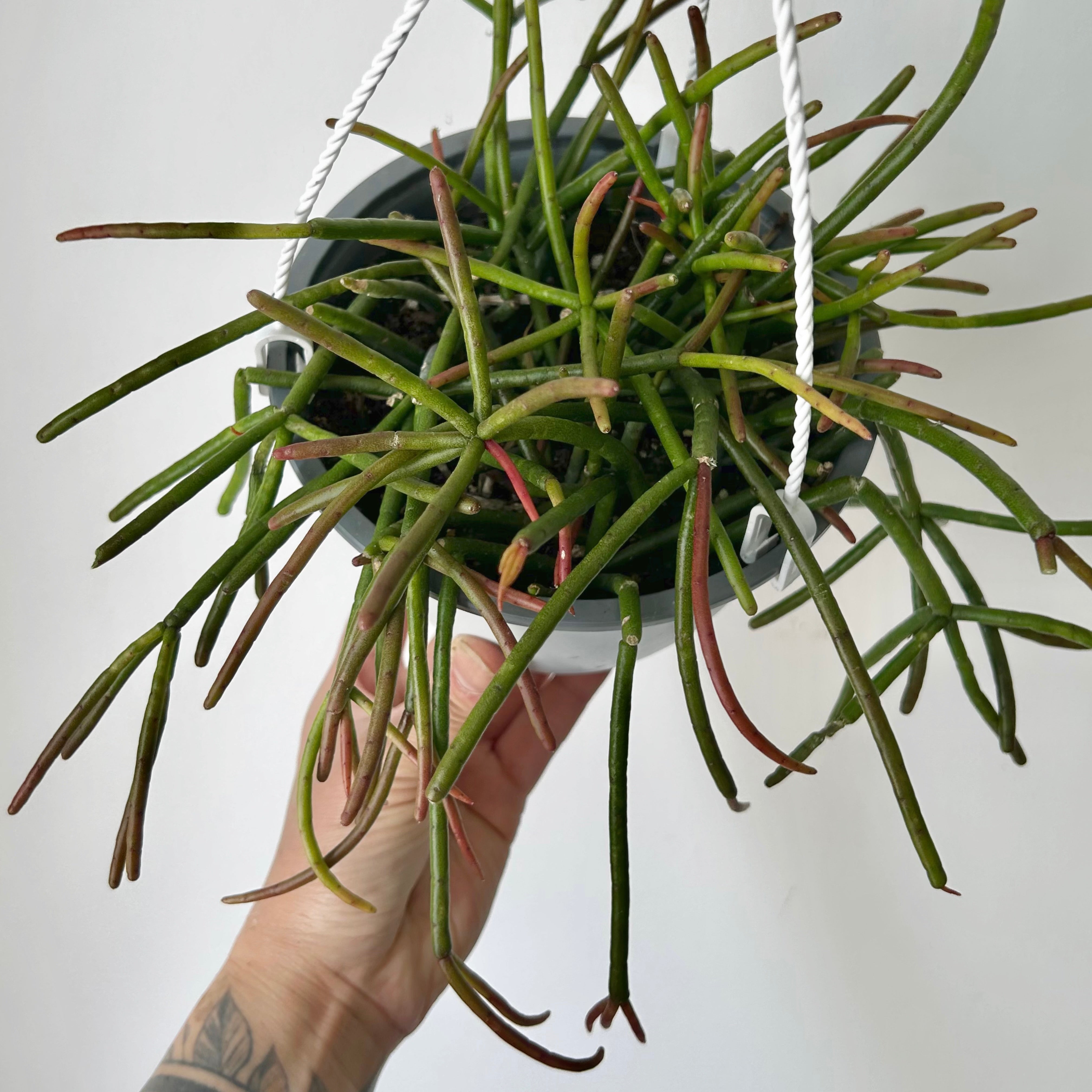 Rhipsalis baccifera mauritiana 6”hanging basket