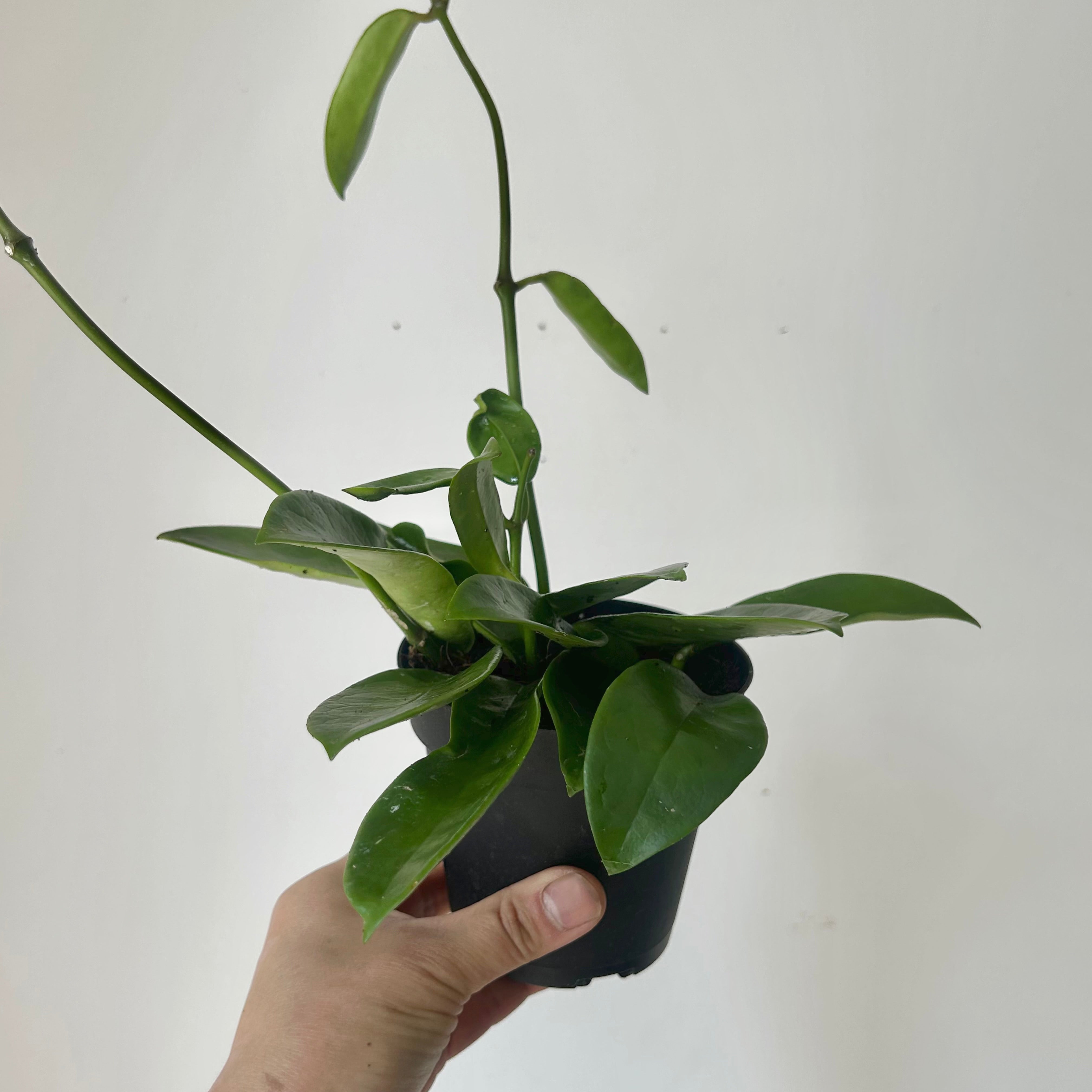 Hoya meliflua 4” pot