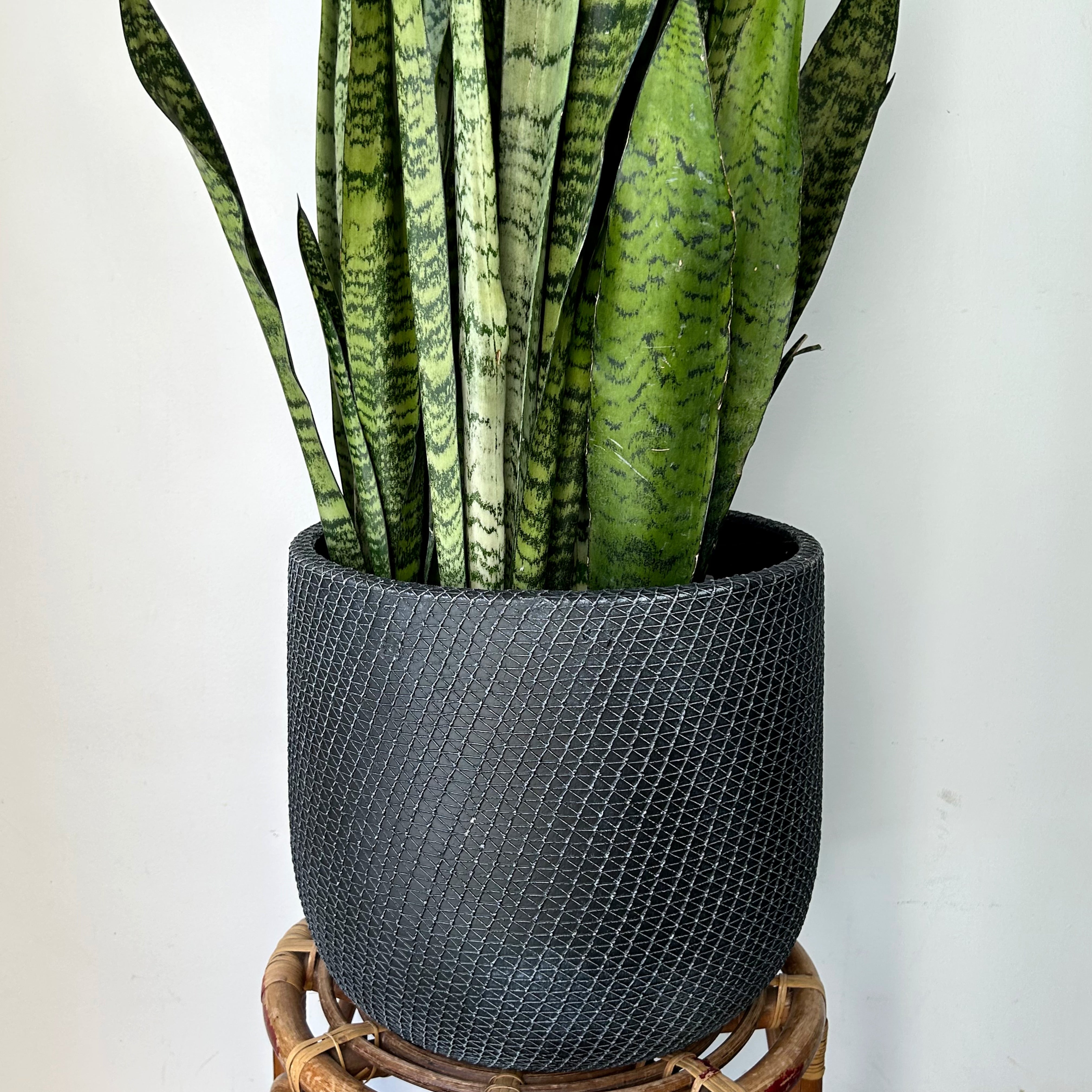 COMET Decorative Cement Pot (12”x12”)