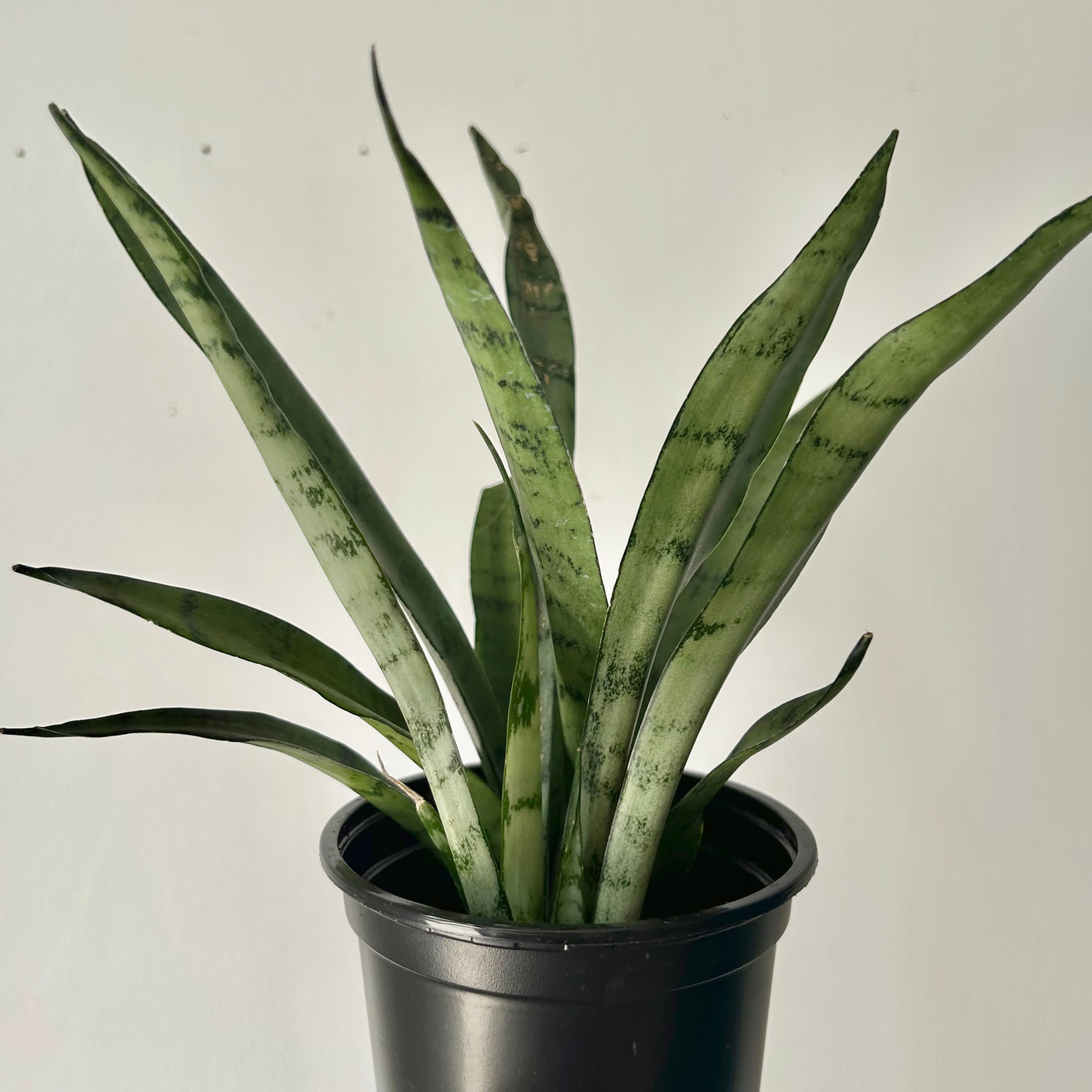 Sansevieria "Silver Streak" 3.5”pot