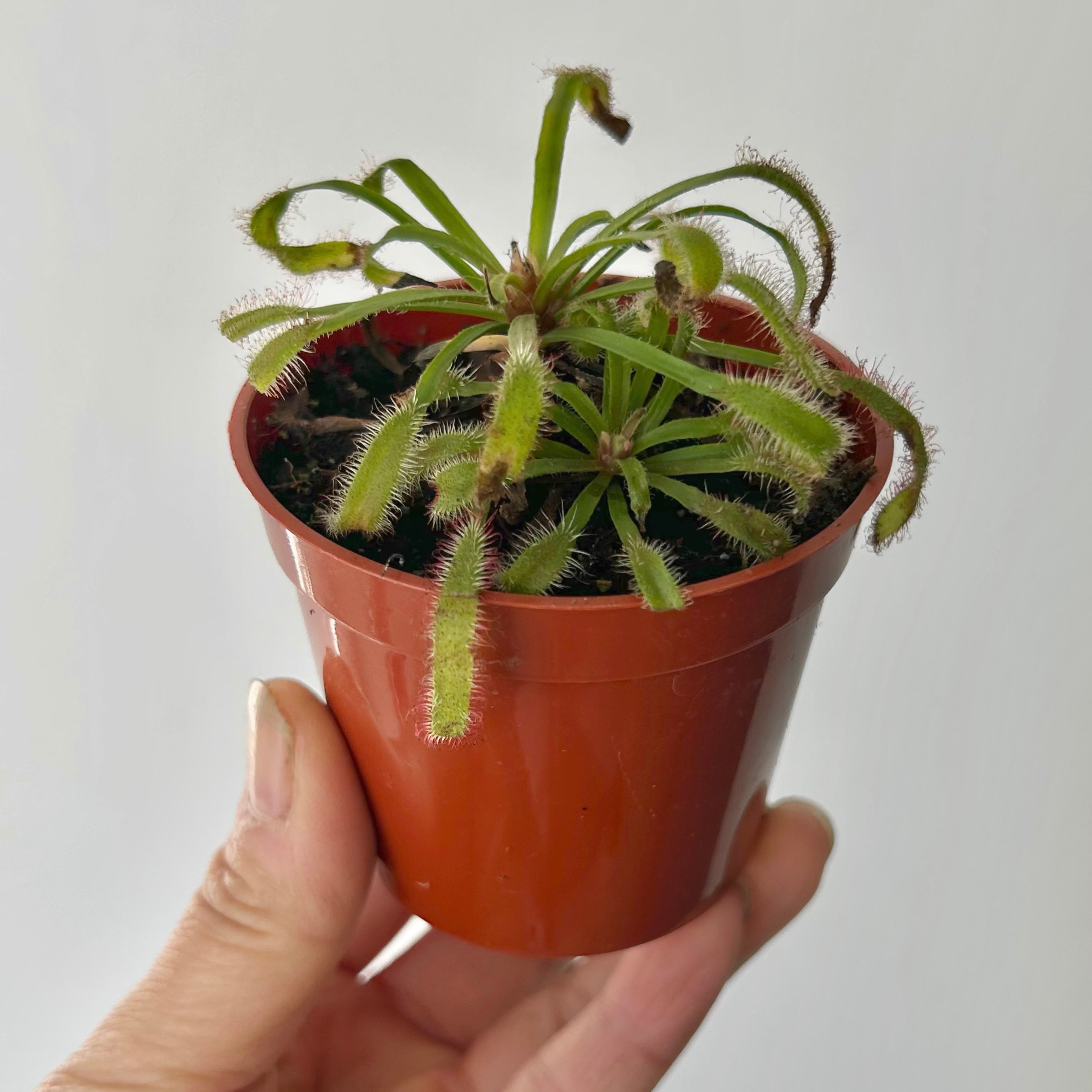 Sundew Carnivorous Plant (Drosera) 2.75”pot