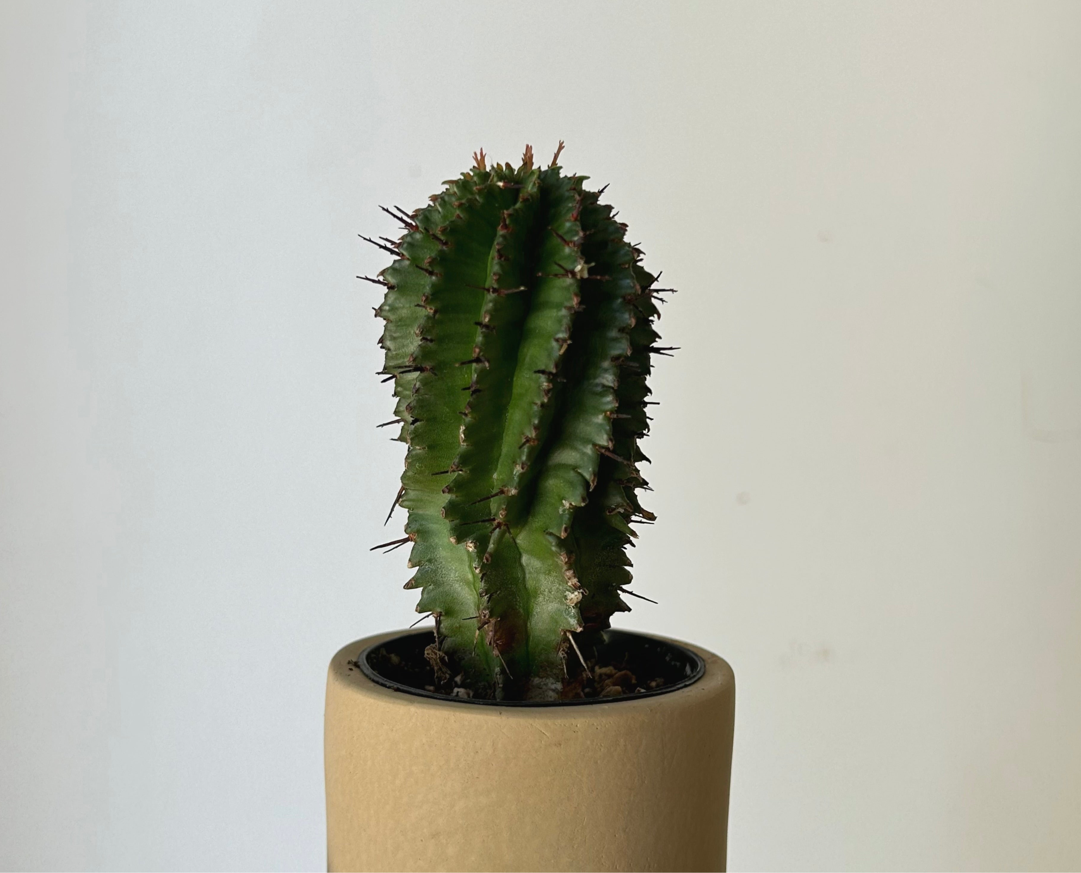 FAYE Cylindrical Clay decorative pot (5”x5”)