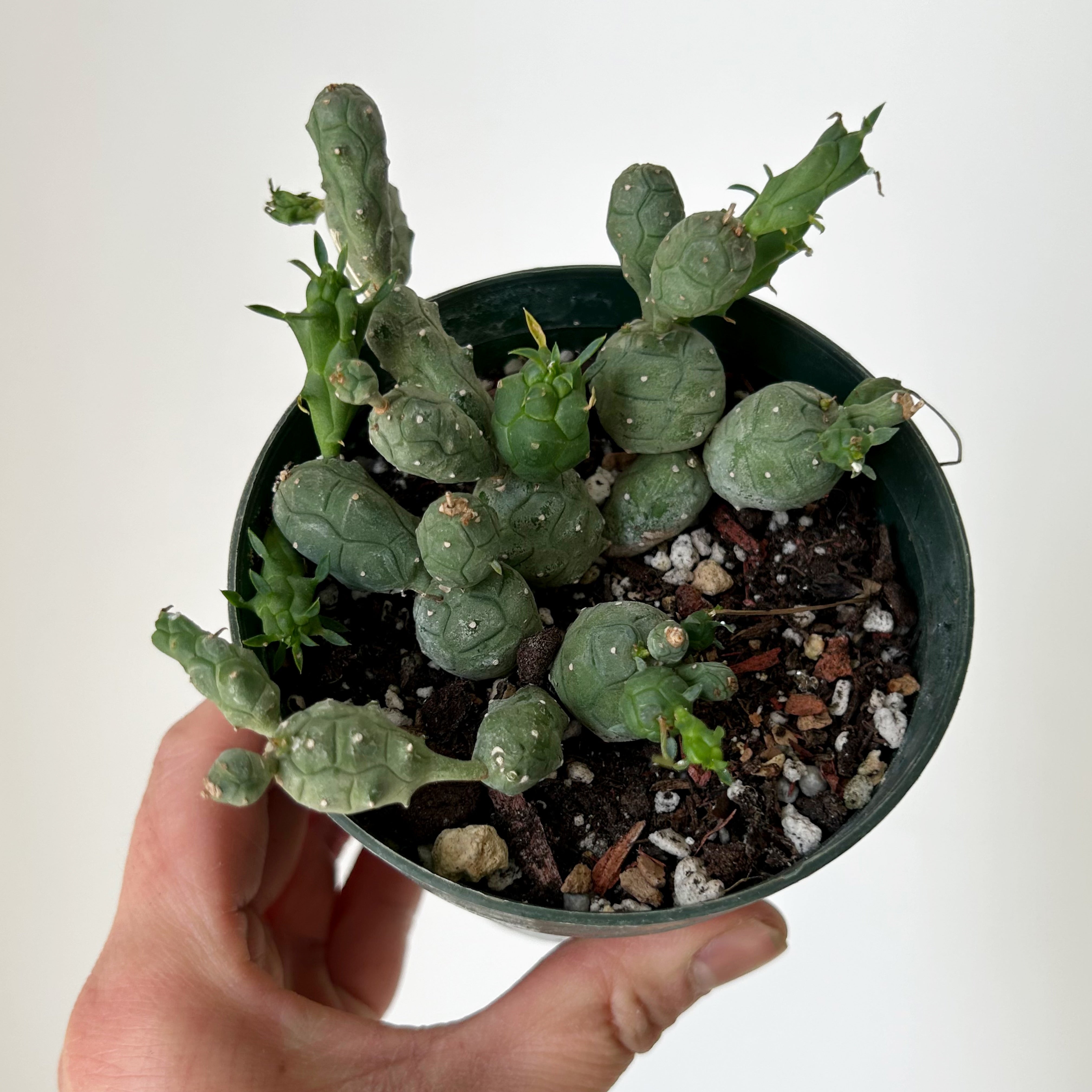 Euphorbia globosa 3.5"pot
