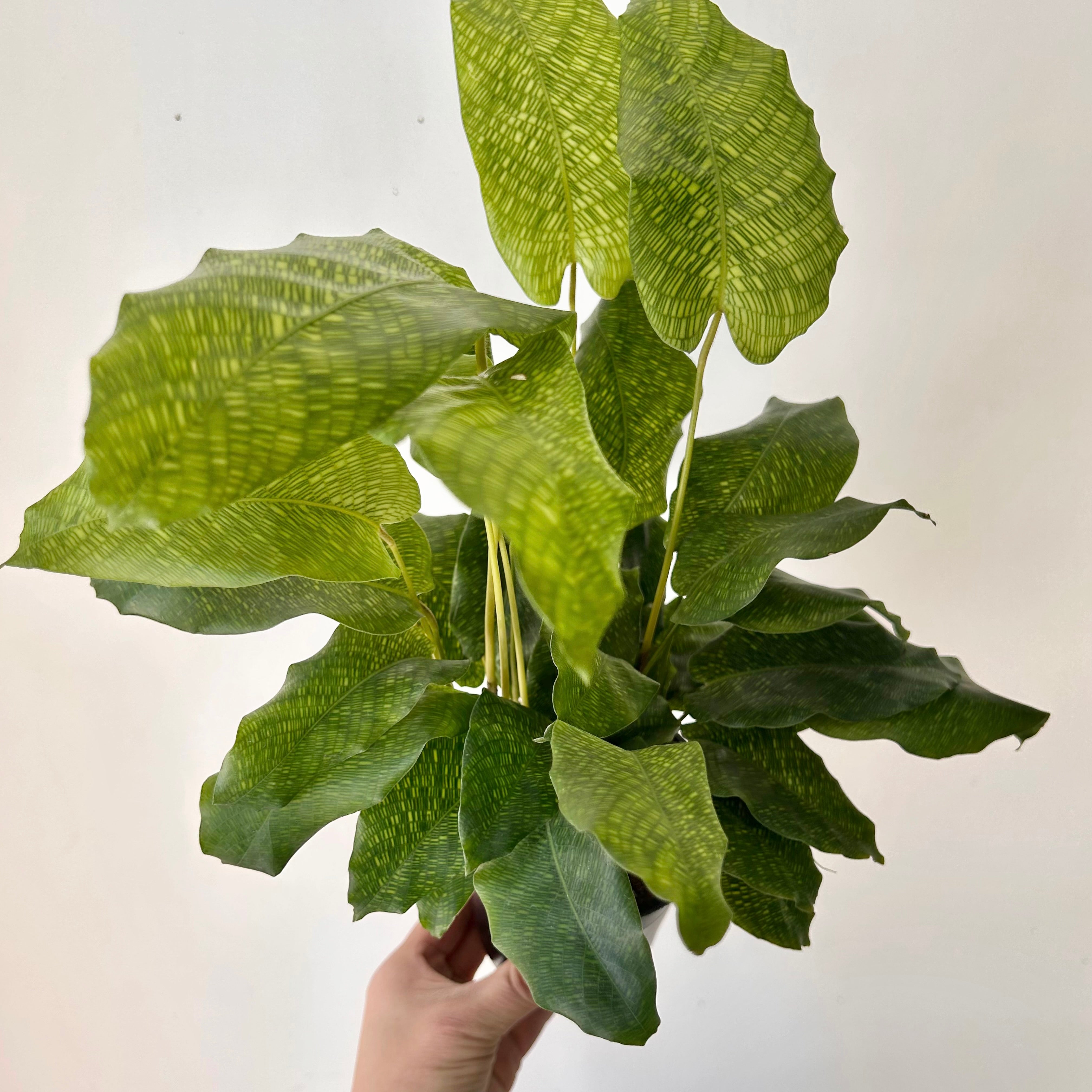 Calathea “Network” 4”pot