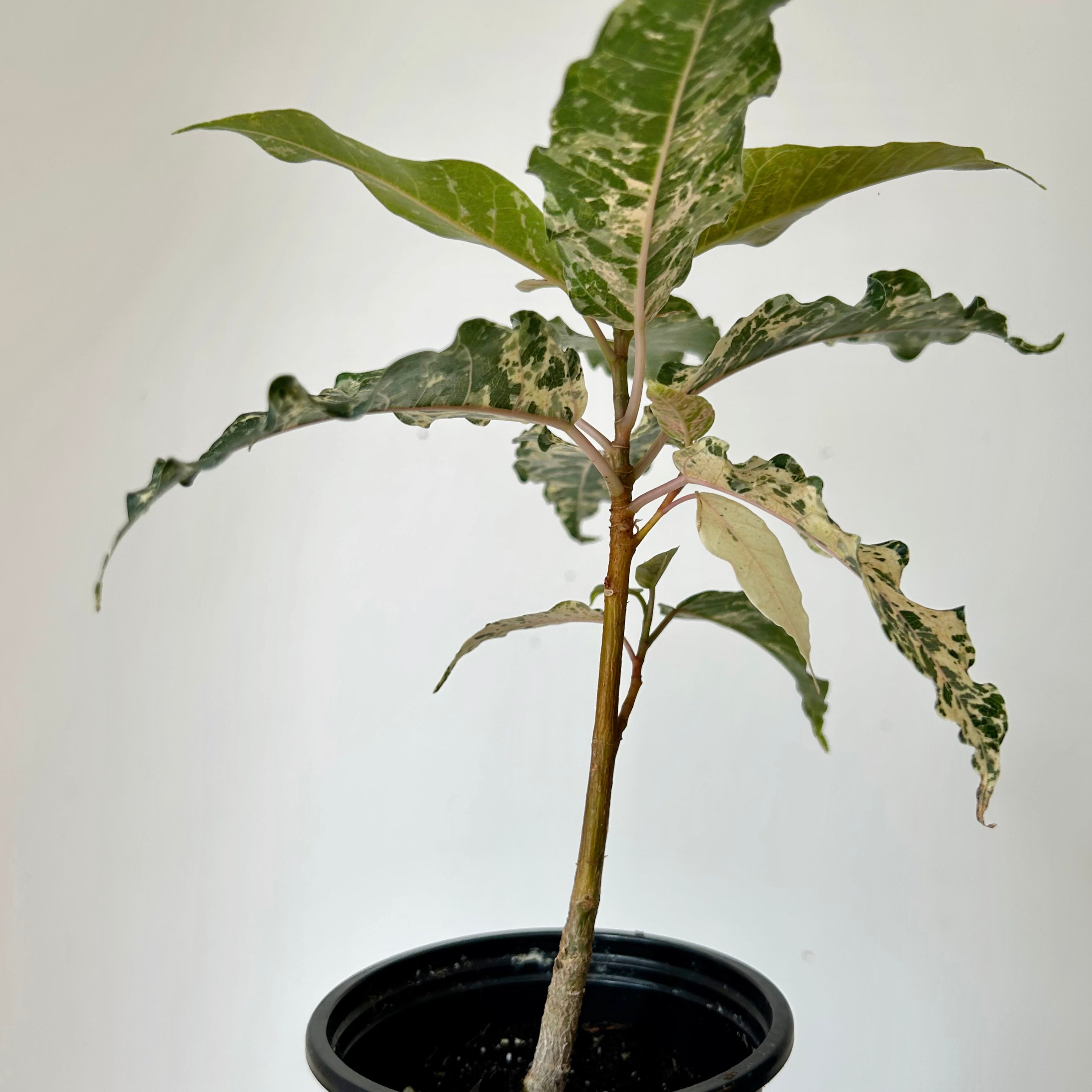 Variegated Clown Fig (Ficus aspera) 3.5”pot