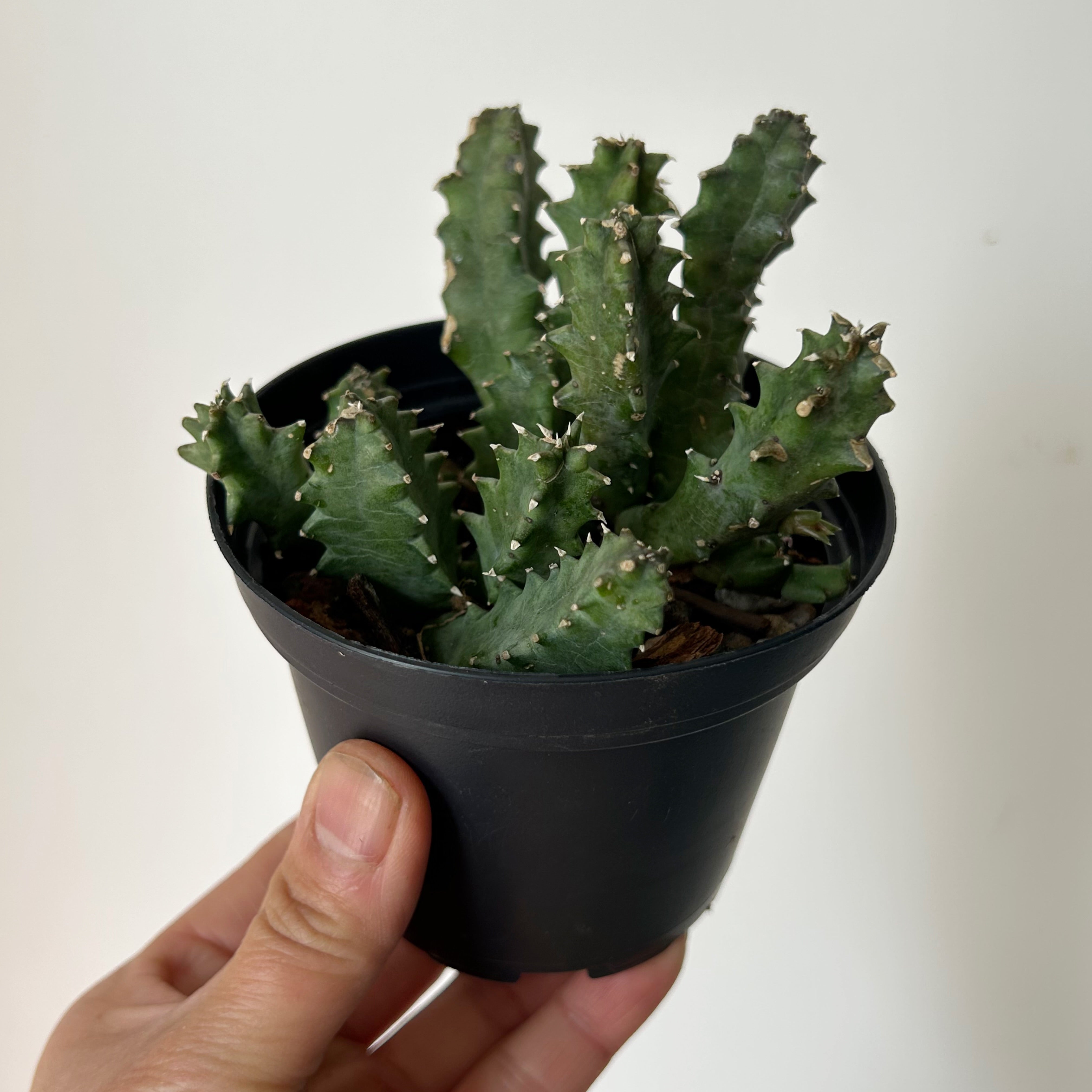 Huernia 3.5” pot