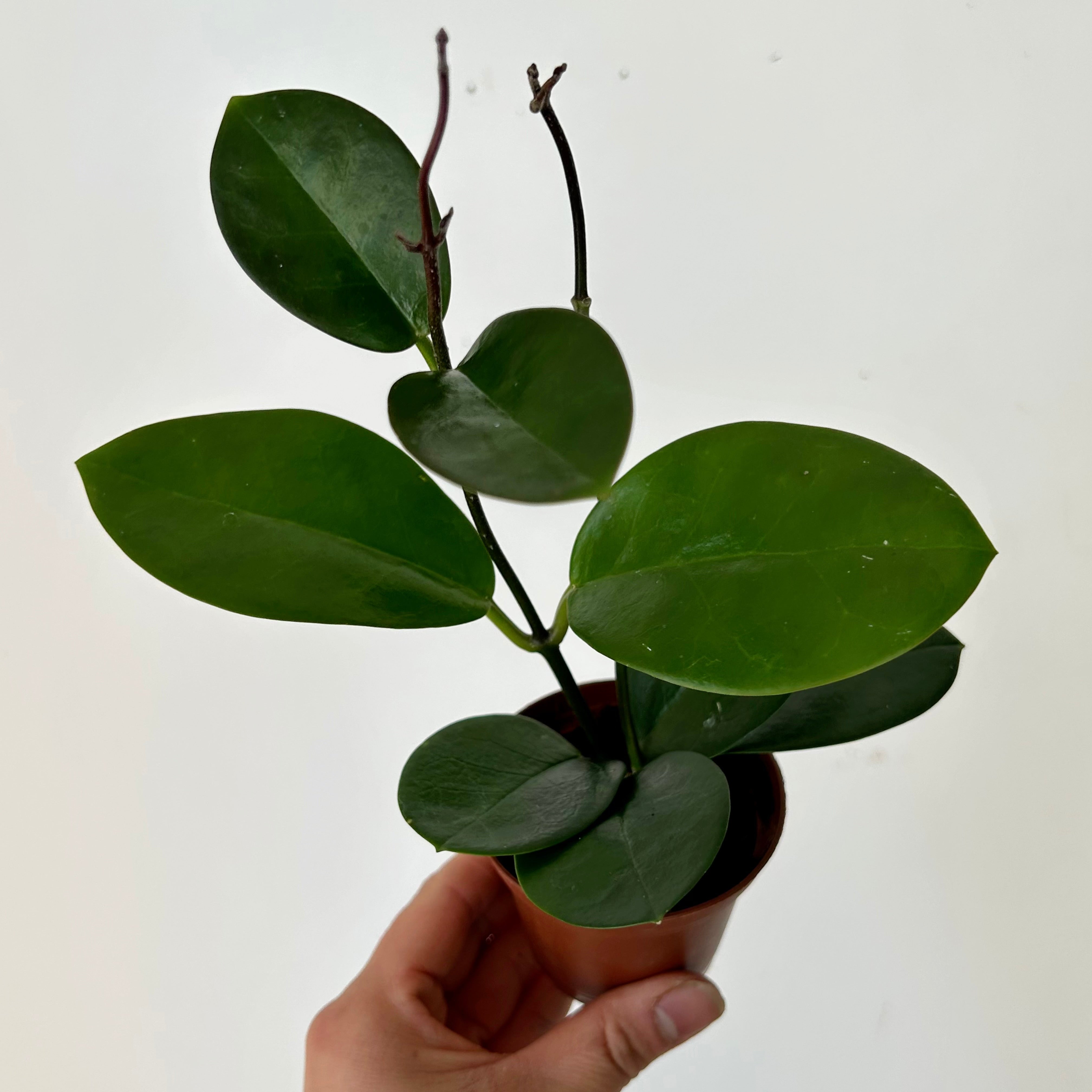 Hoya Australis 2.5”pot