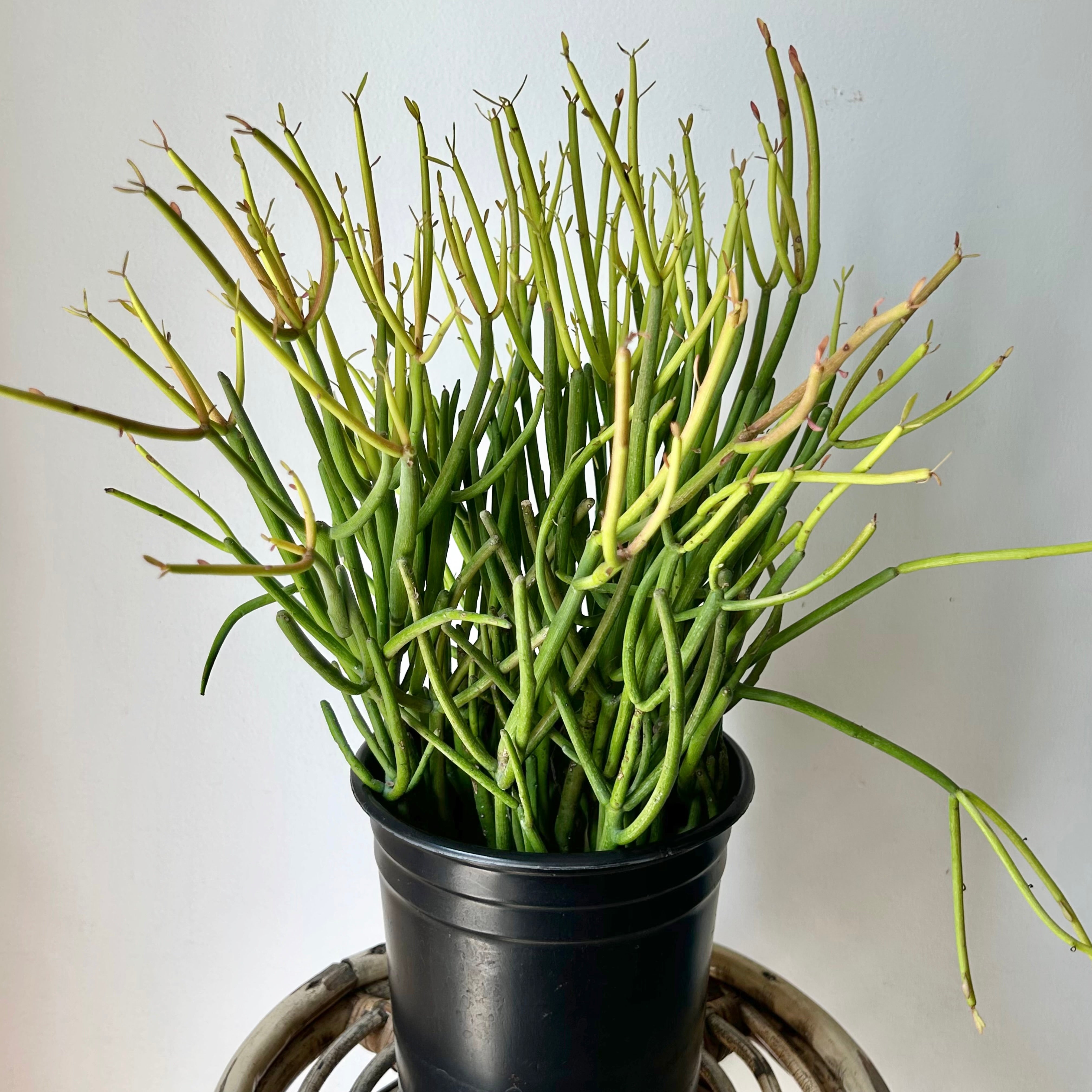 Pencil Cactus “Firesticks” (Euphorbia) 6” pot