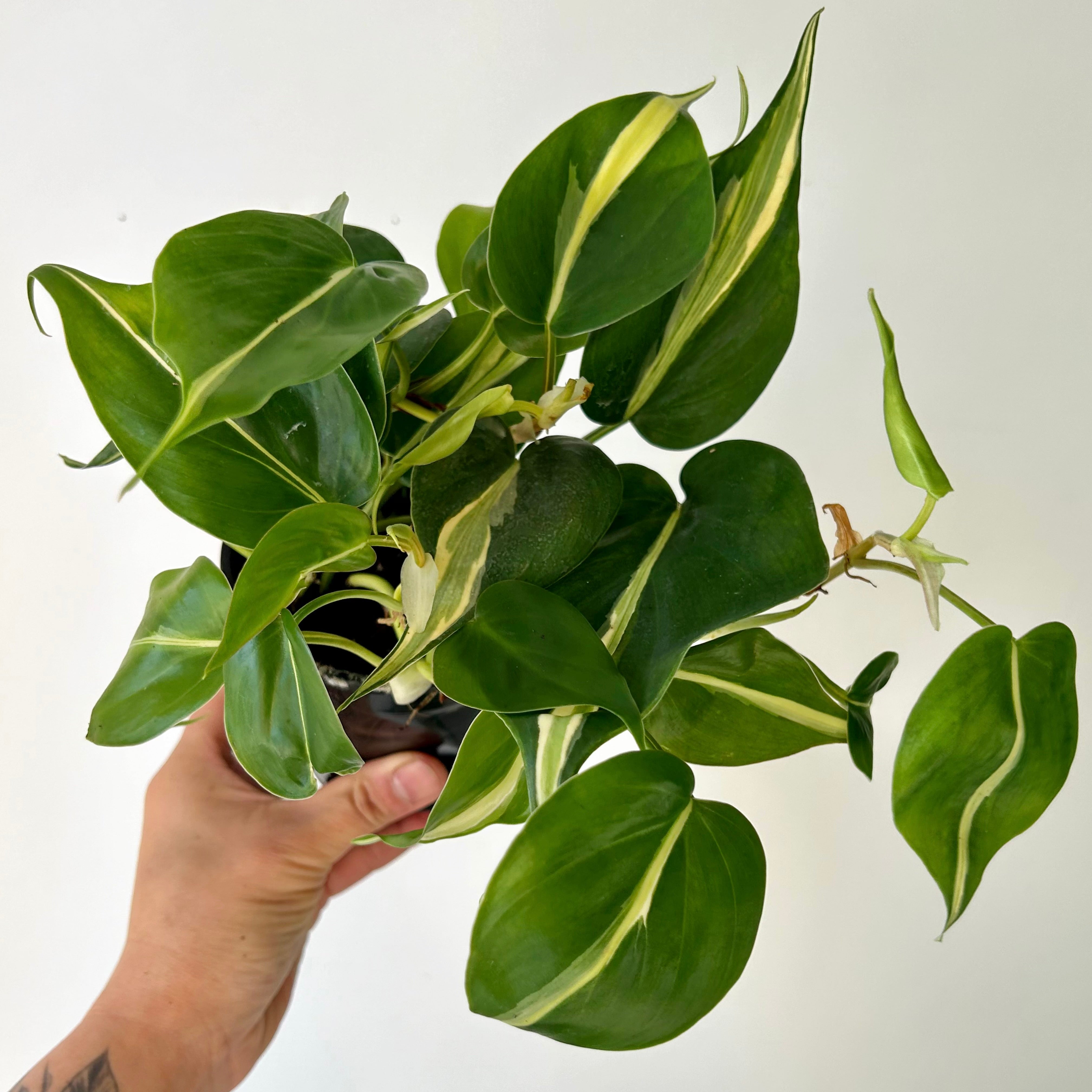Philodendron “ Silver Stripe” 4”pot