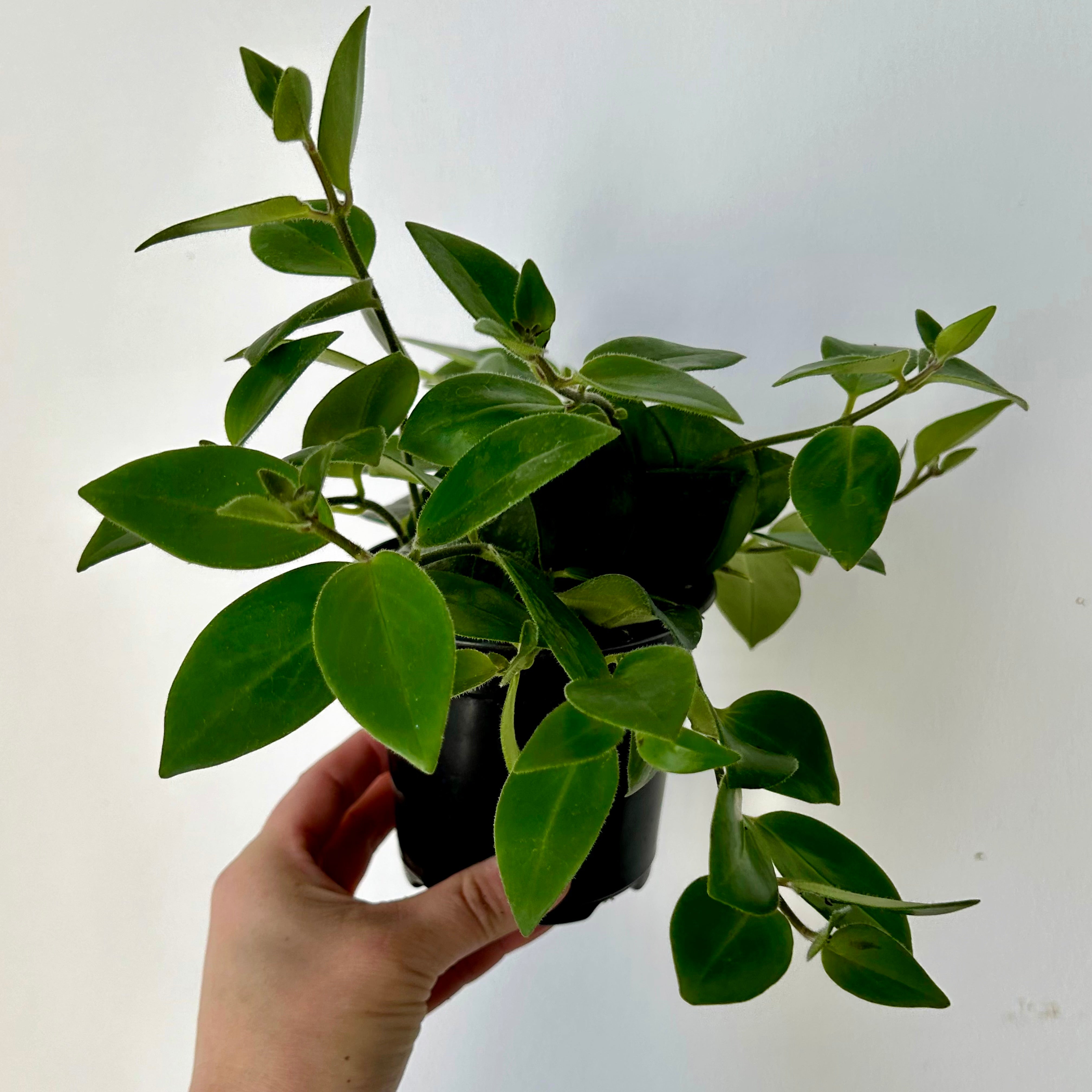 Mona Lisa Lipstick Plant (Aeschynanthus) 3.5”pot