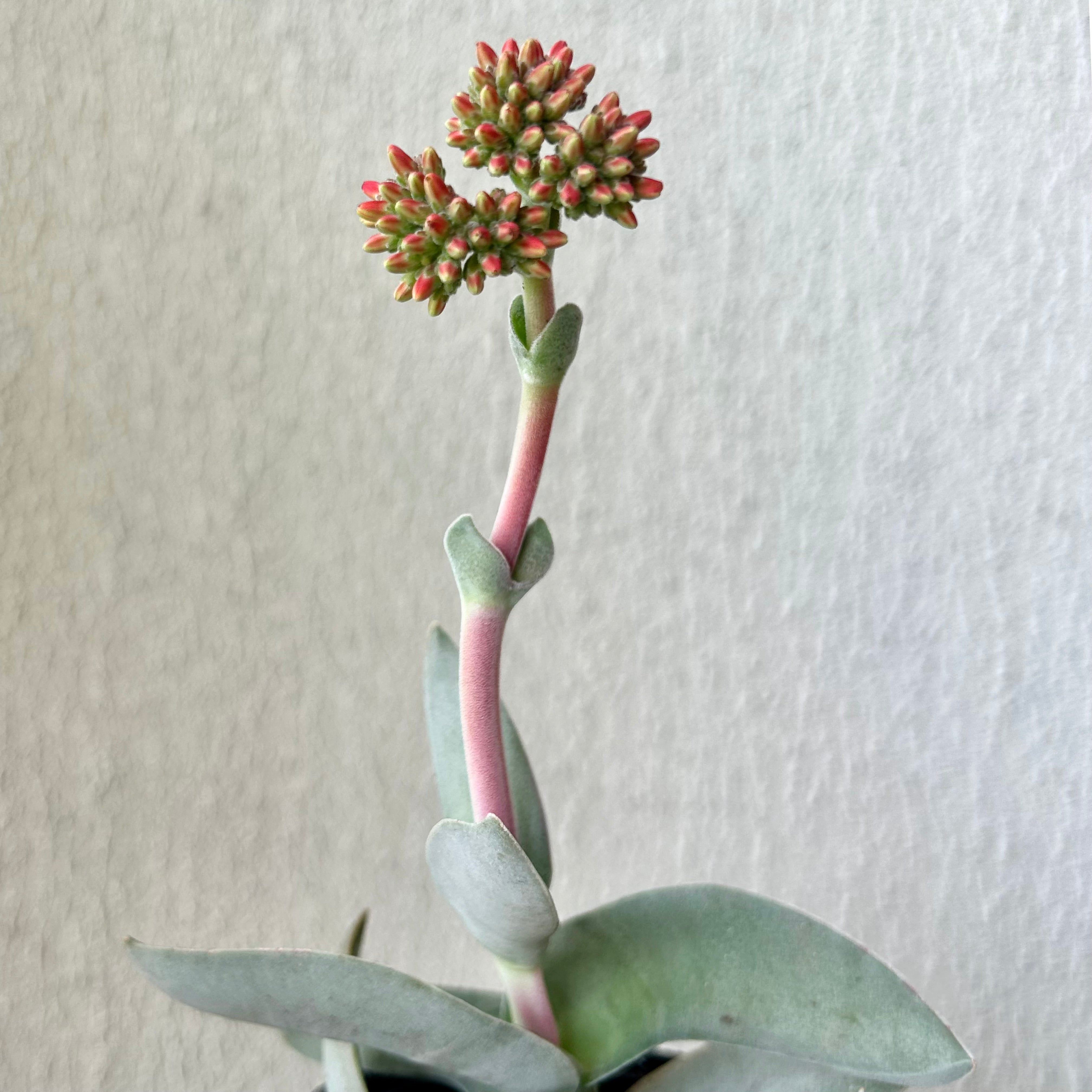 Propeller Succulent (Crassula falcata) 4”pot