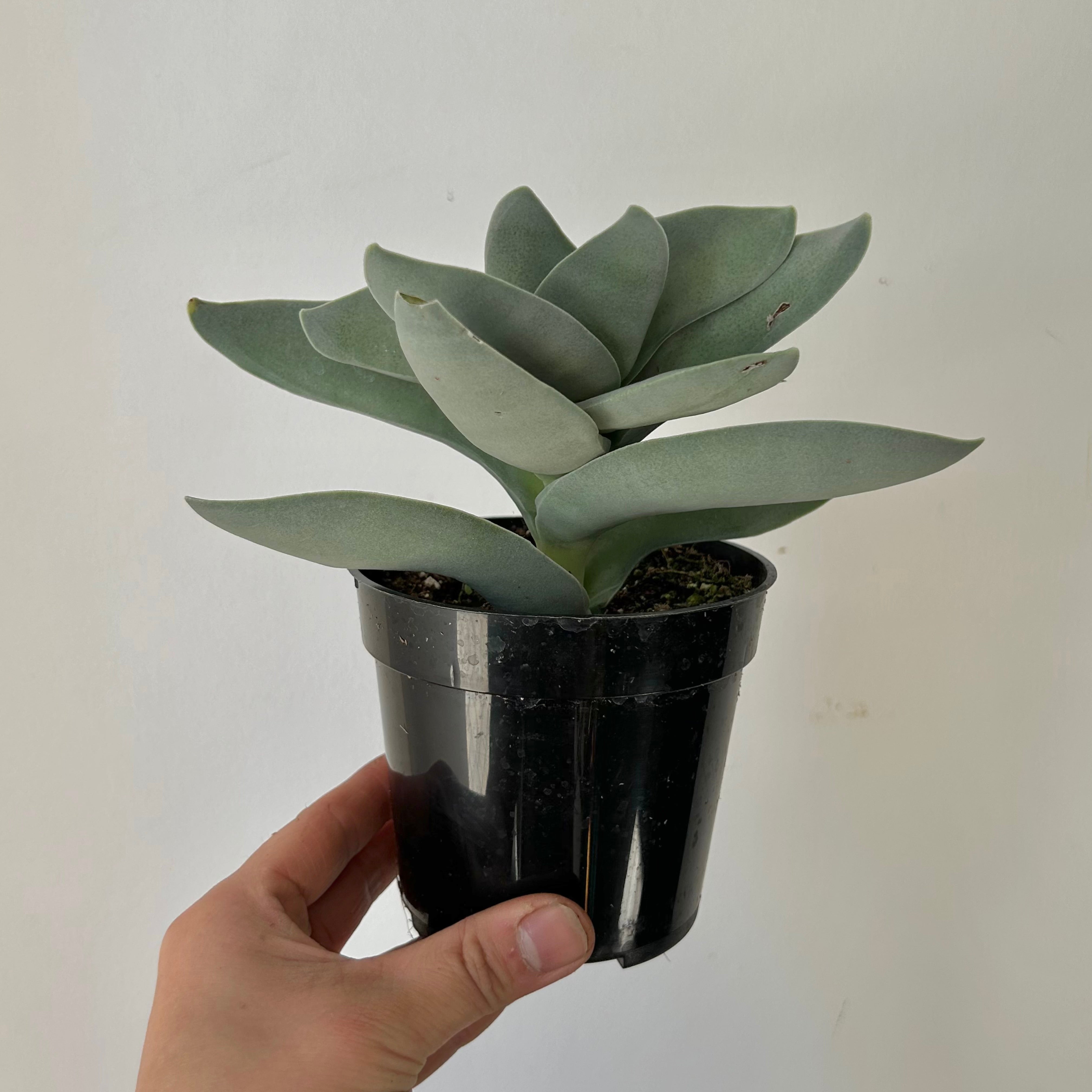 Propeller Succulent (Crassula falcata) 4”pot