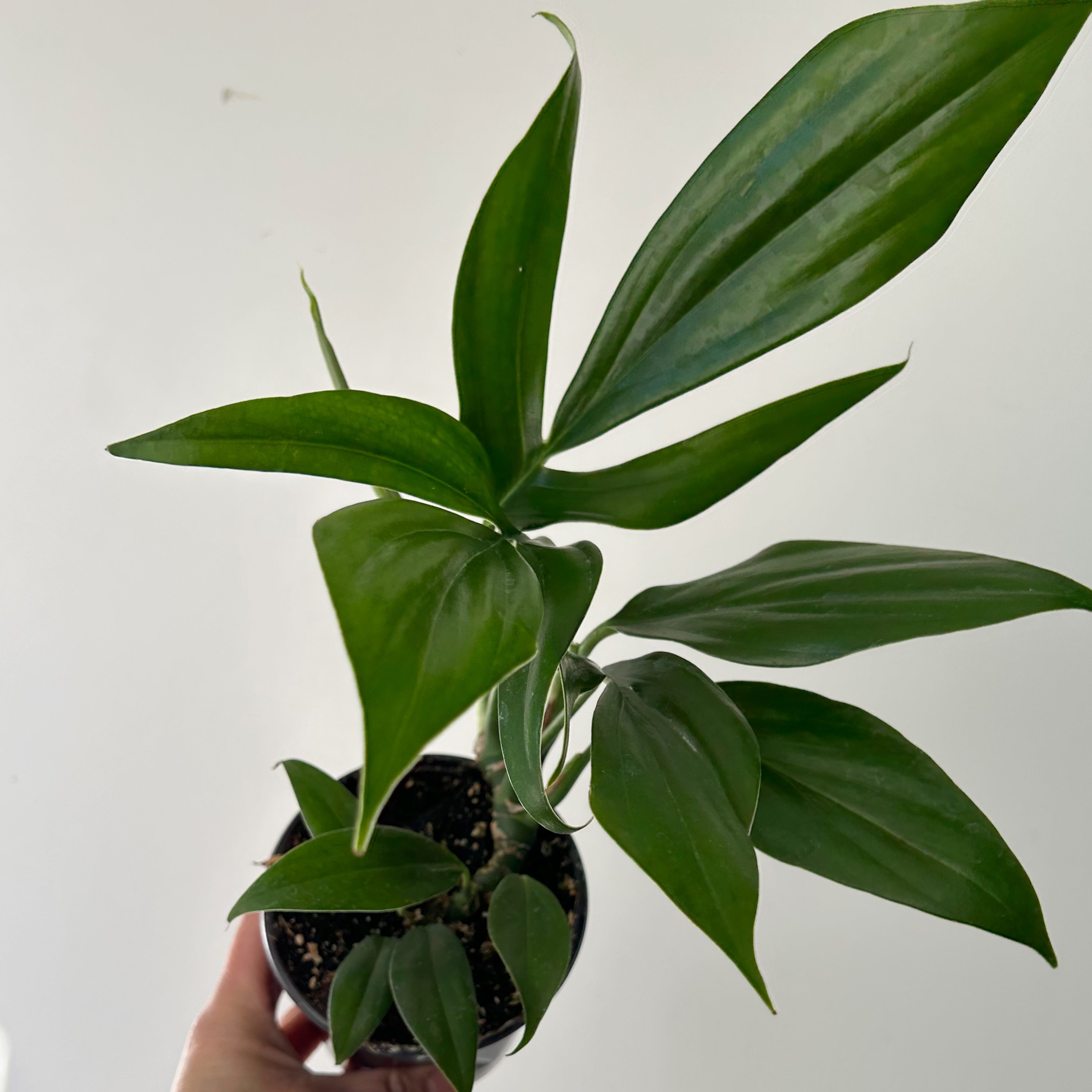 Dragon Tail Plant (Rhaphidophora Decursiva) 4” pot