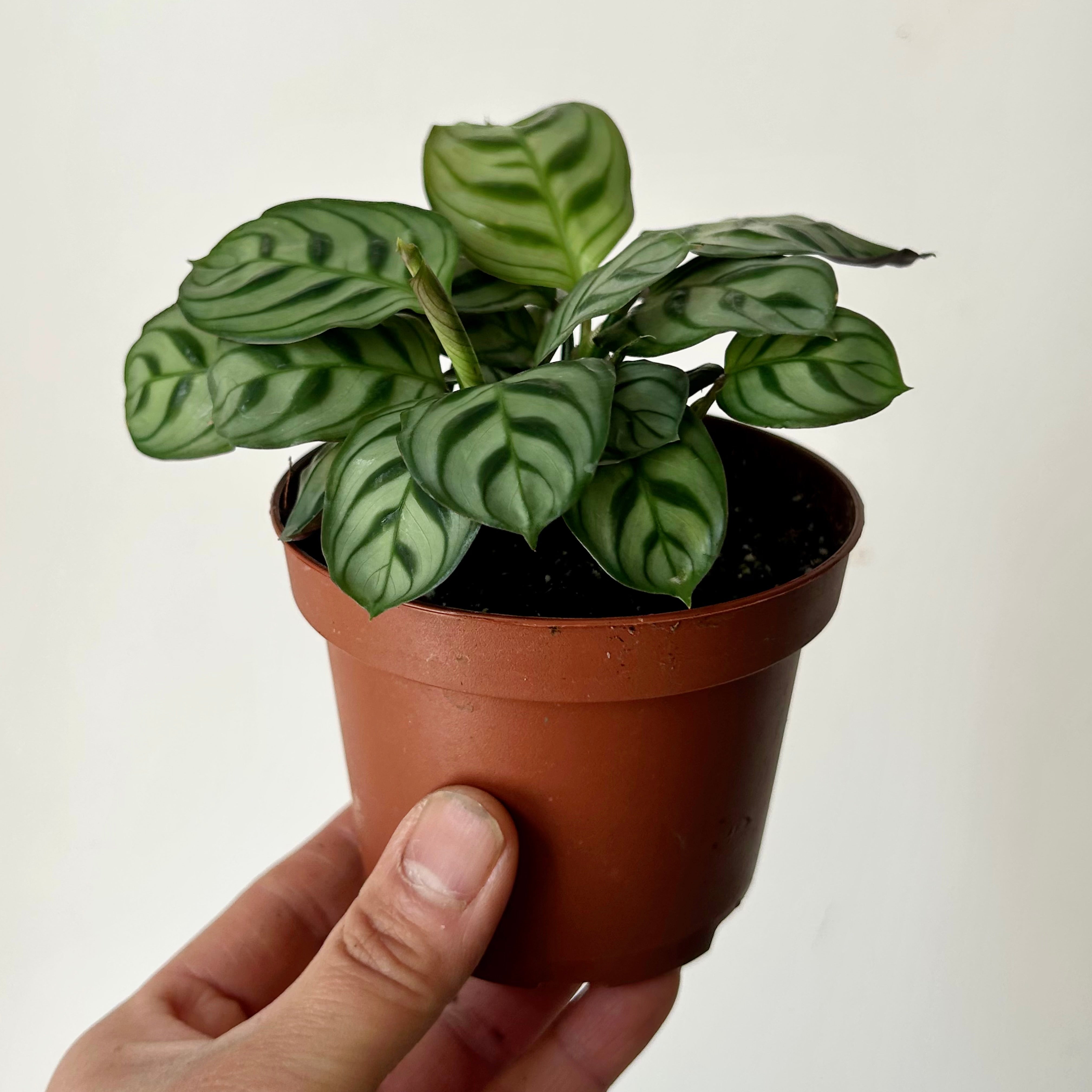 Calathea Fishbone Prayer Plant (Burle Marx) 3.5” pot