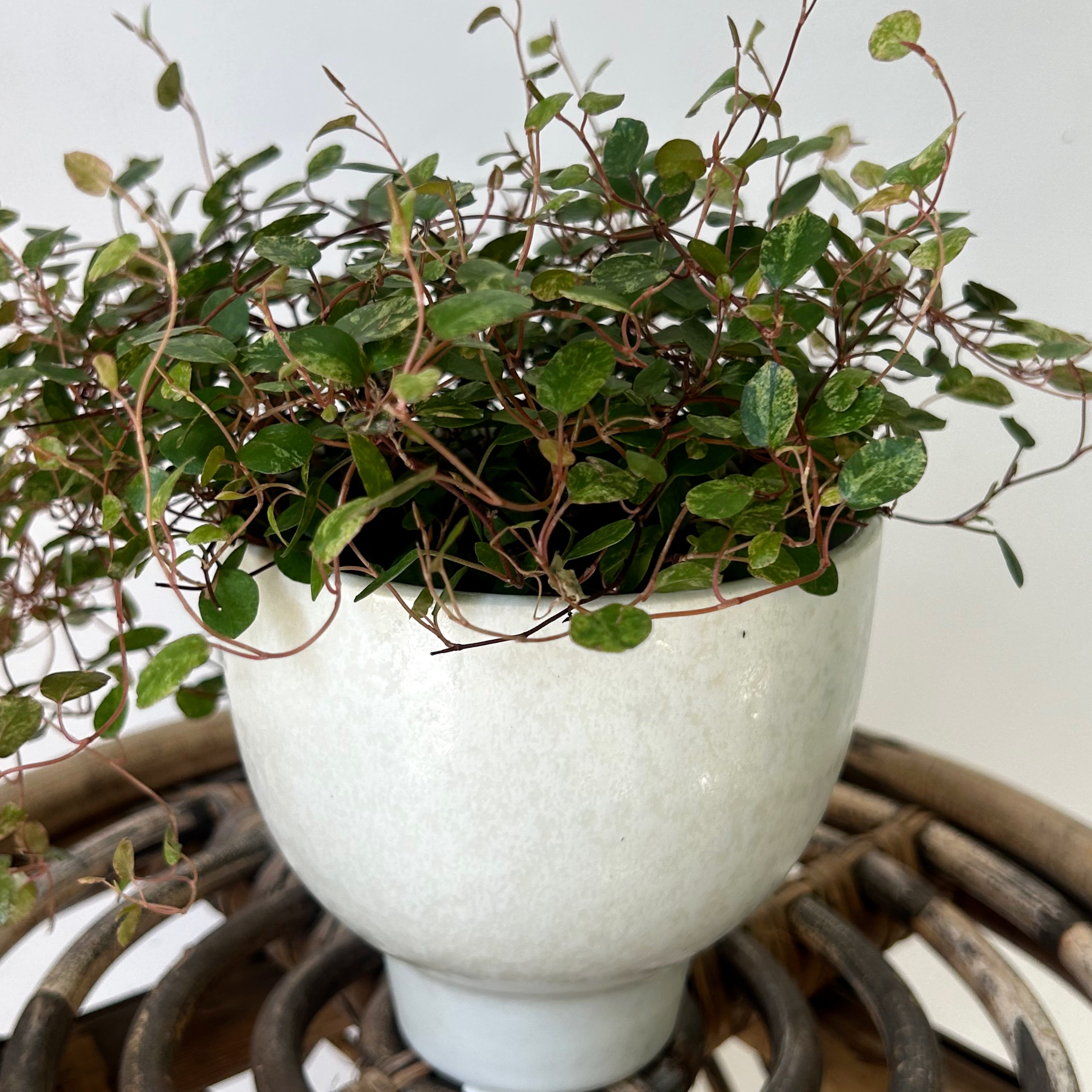 ELIJAH Compote Decorative Pot (4.5”x4.5”)