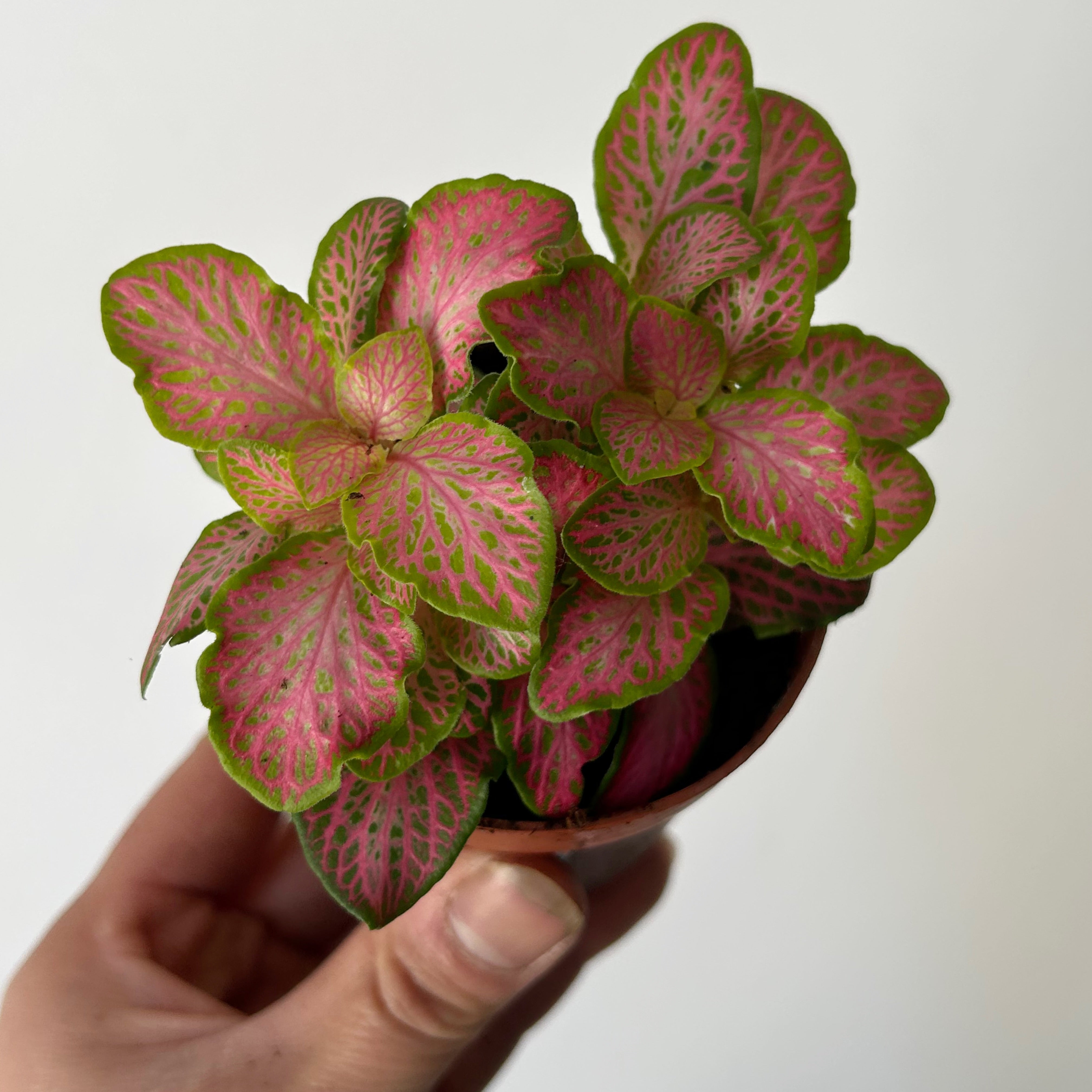 Nerve Plant (Fittonia) 2.75”pot