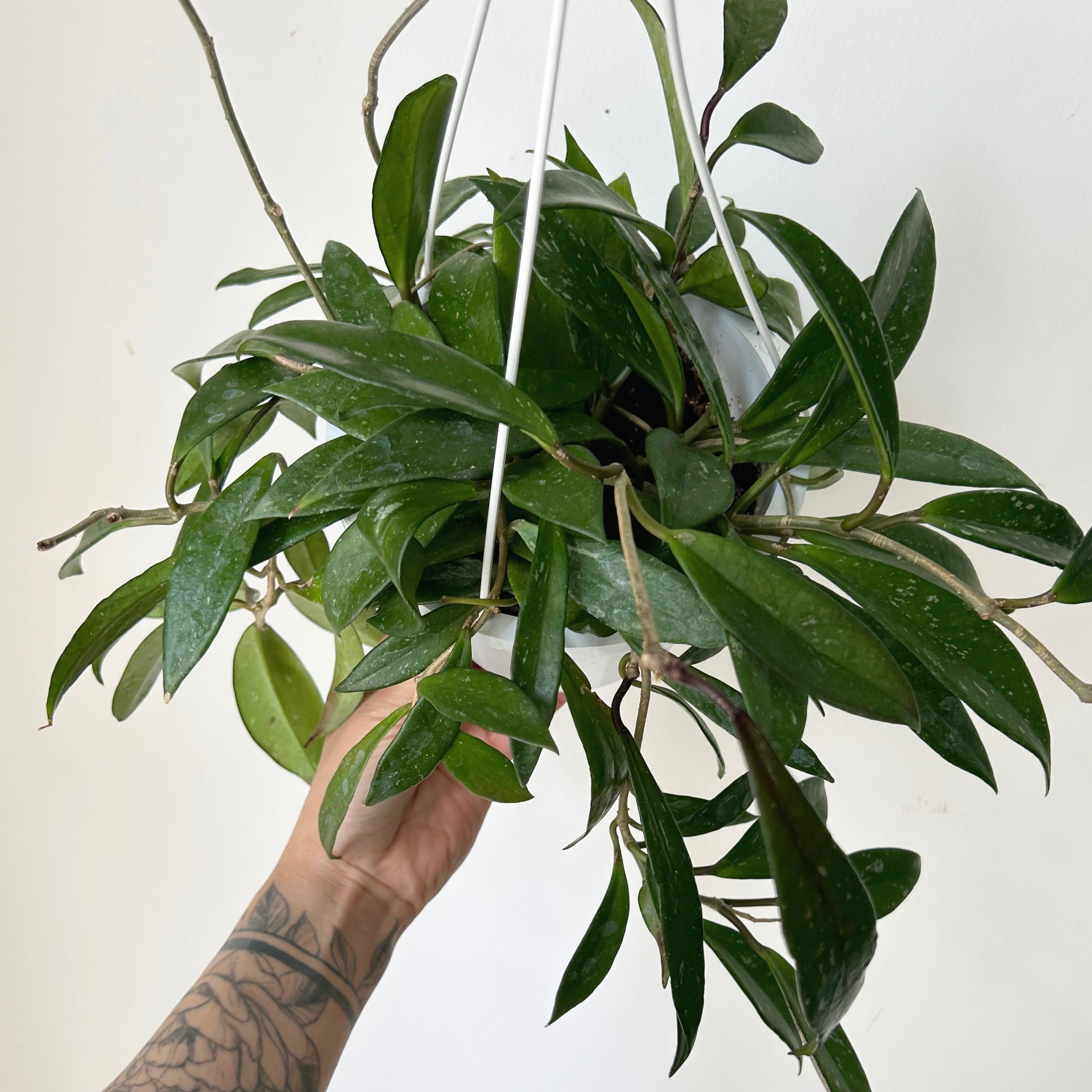 Hoya pubicalyx 6”hanging basket