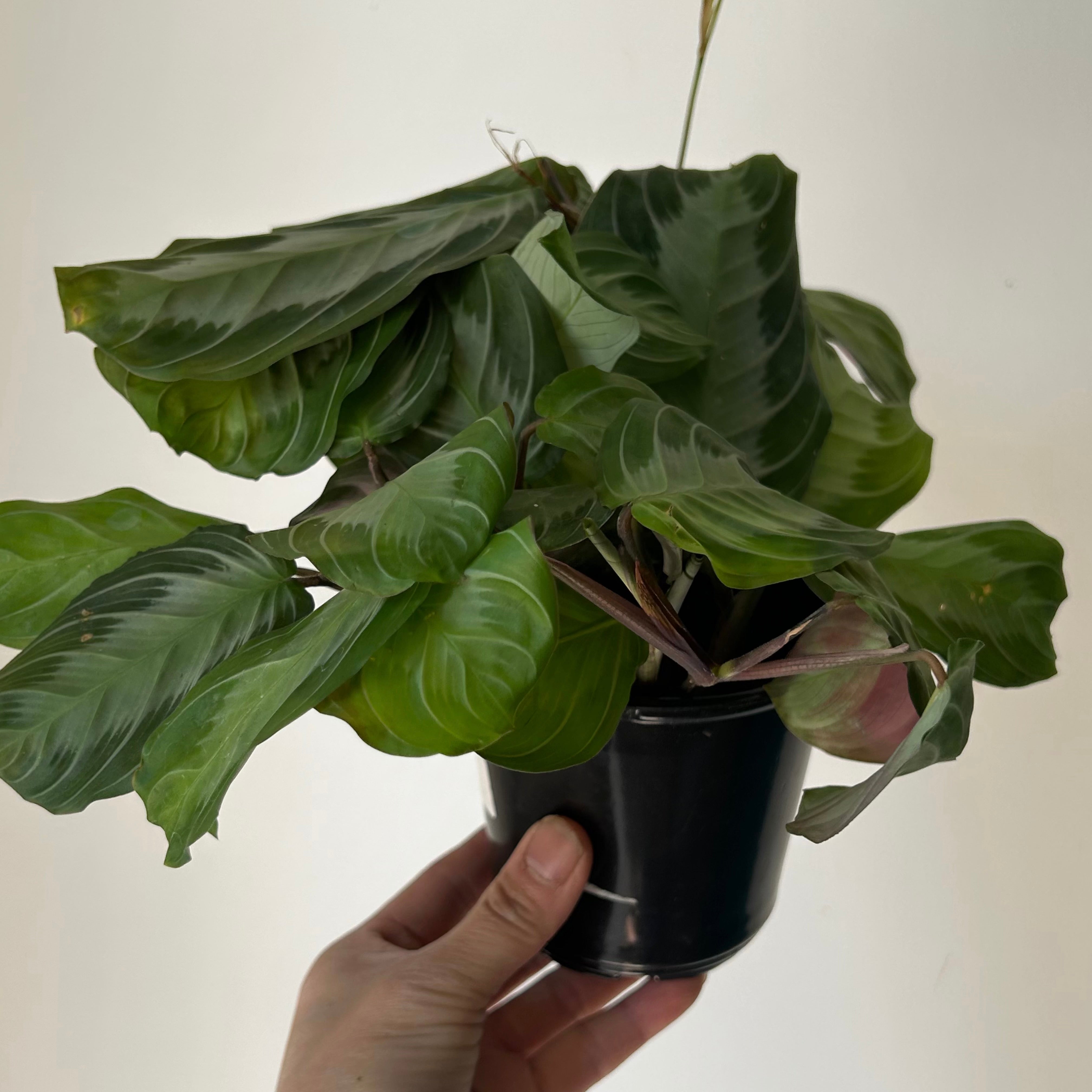 Maranta Leuconeura “Silver Band” 4” pot