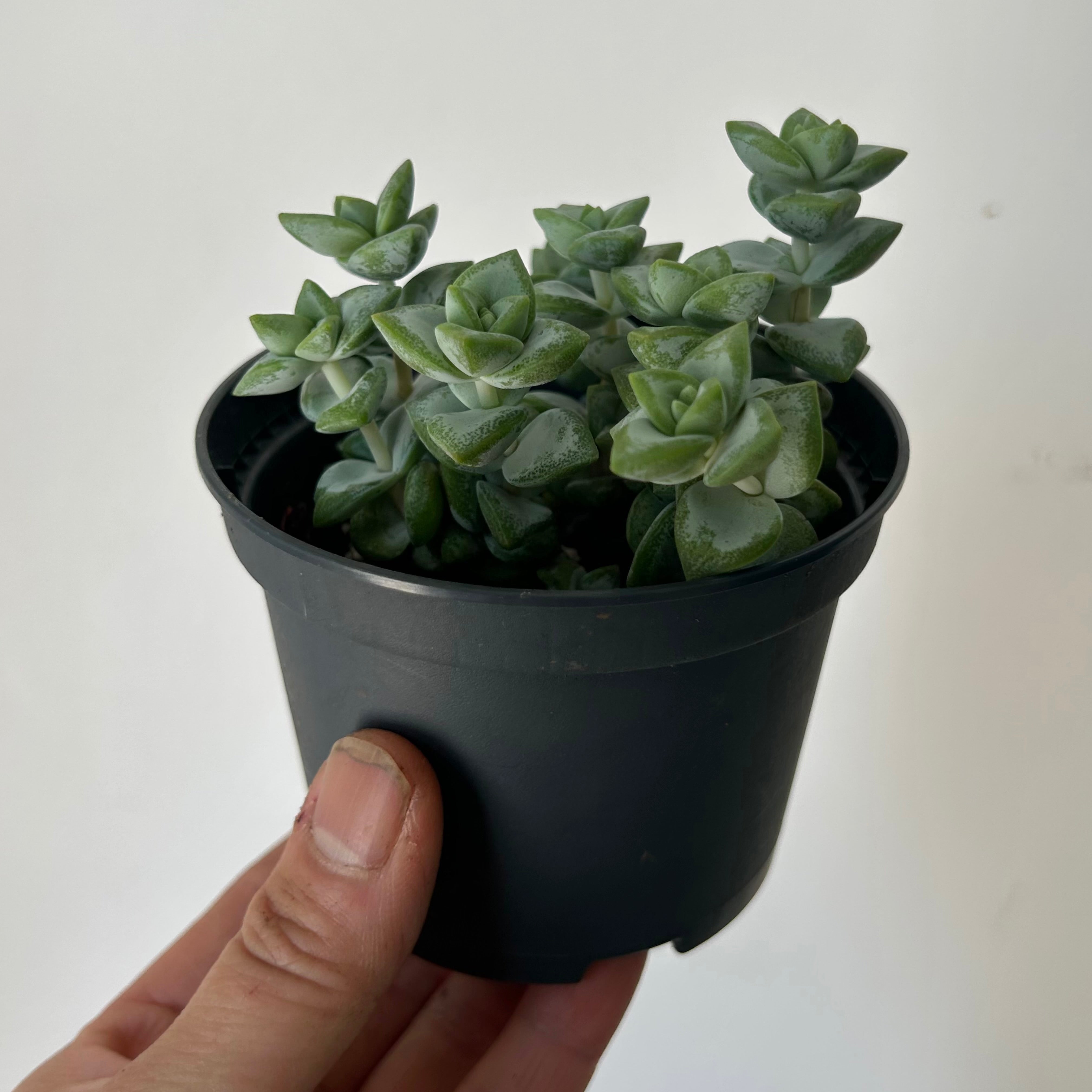 Crassula Rupestris 3.5” pot