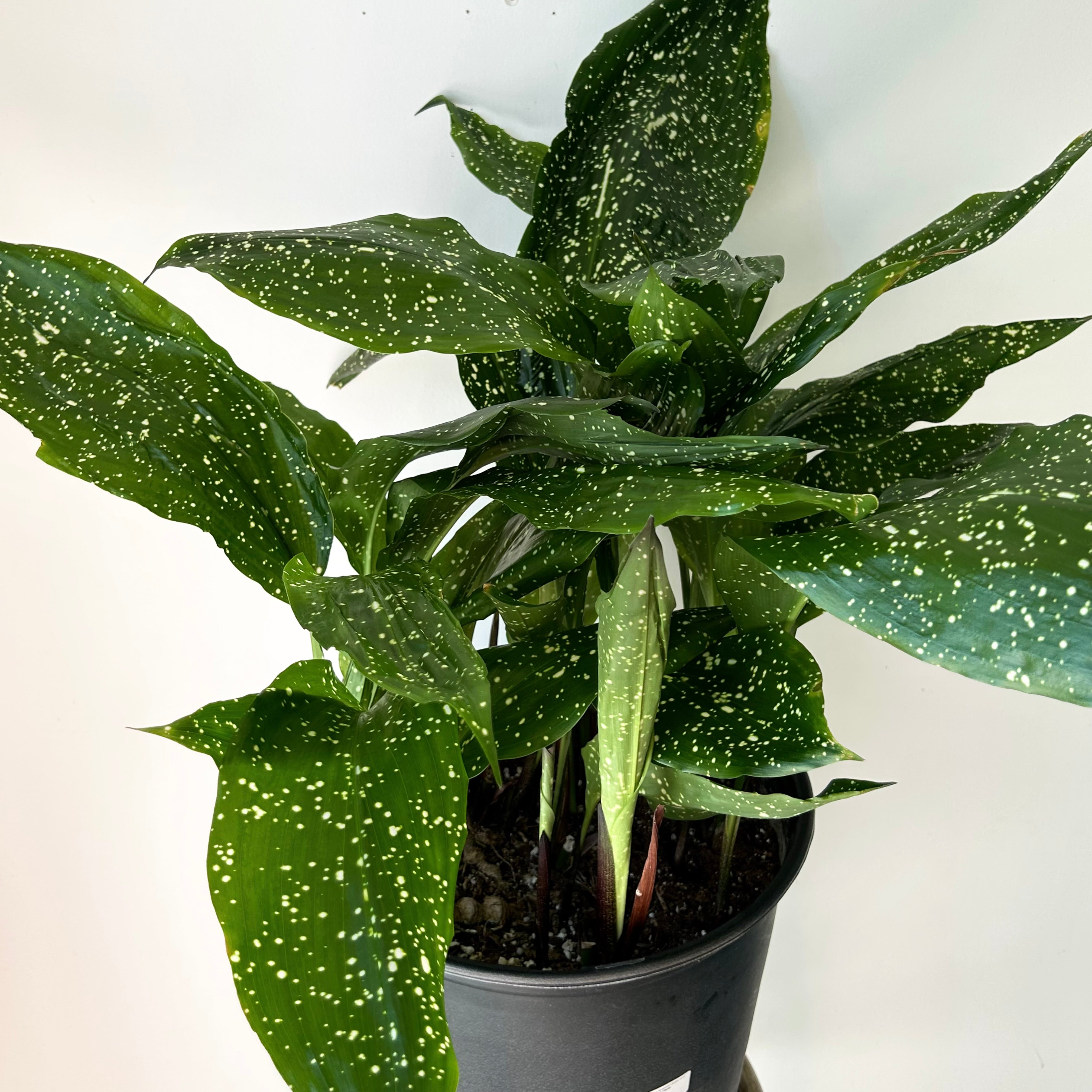 Cast Iron Plant (Aspidistra) “Mary Sizemore” approximately 2.5ft tall in 11”pot