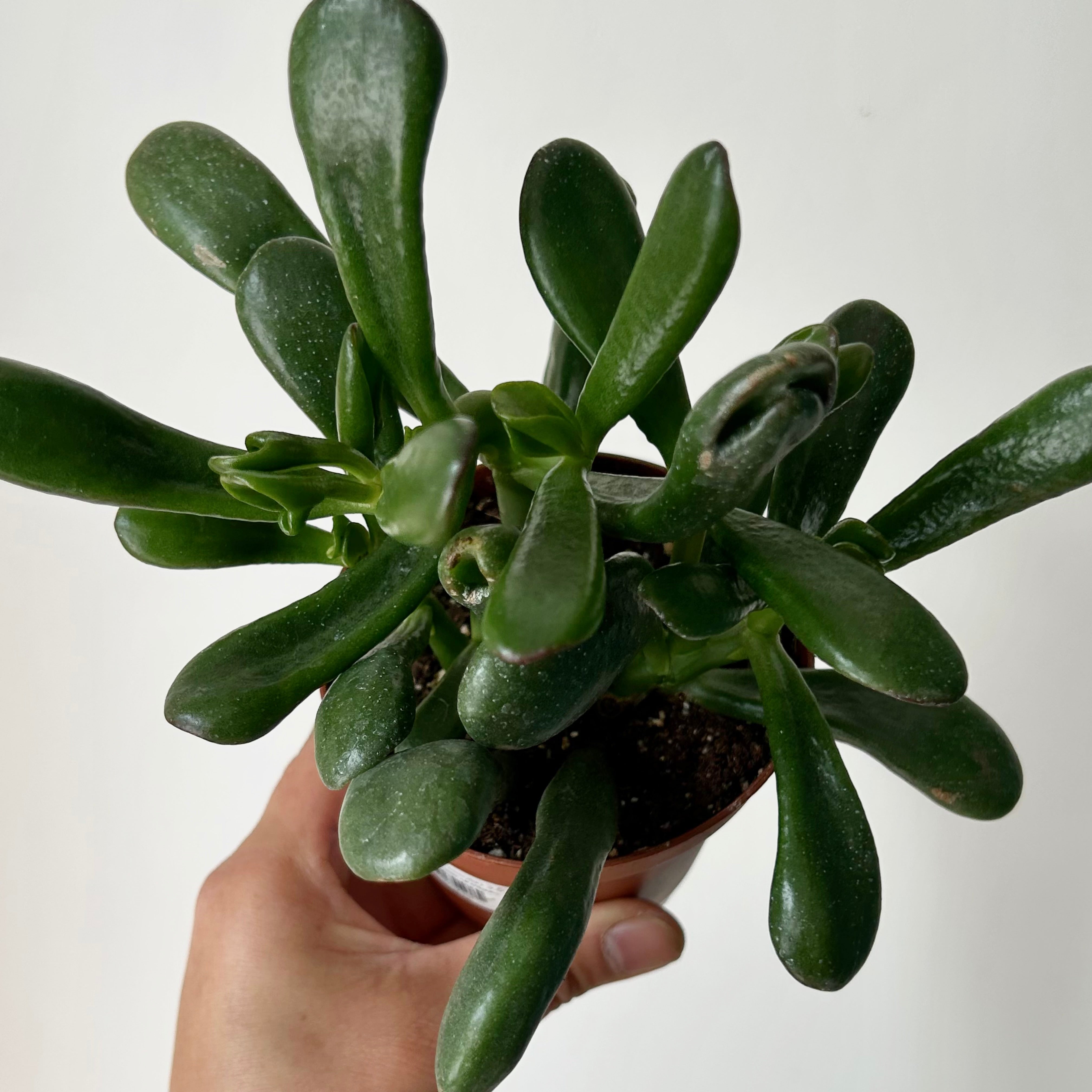 Hobbit Jade (Crassula) 3.5”pot