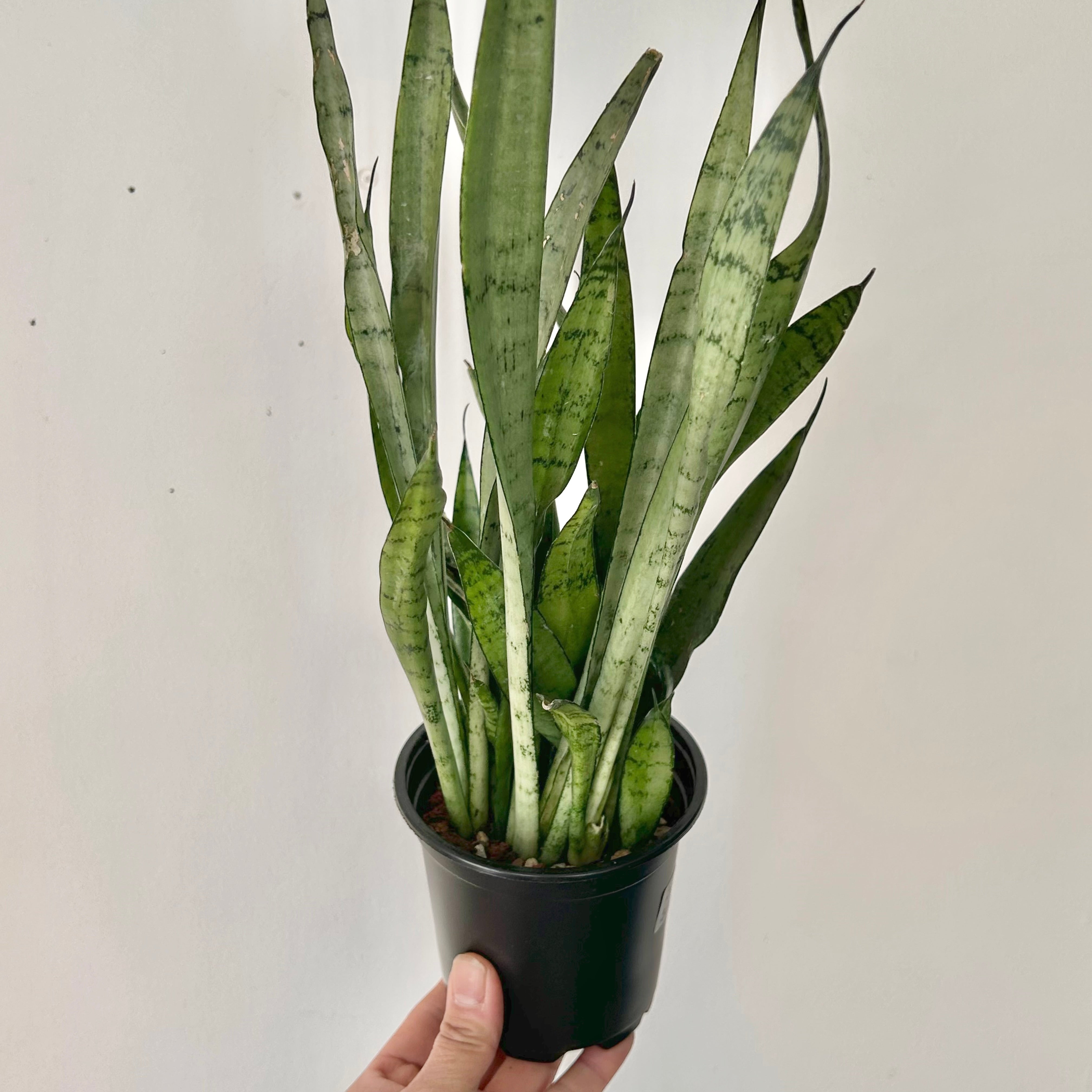 Sansevieria "Silver Streak" 4”pot