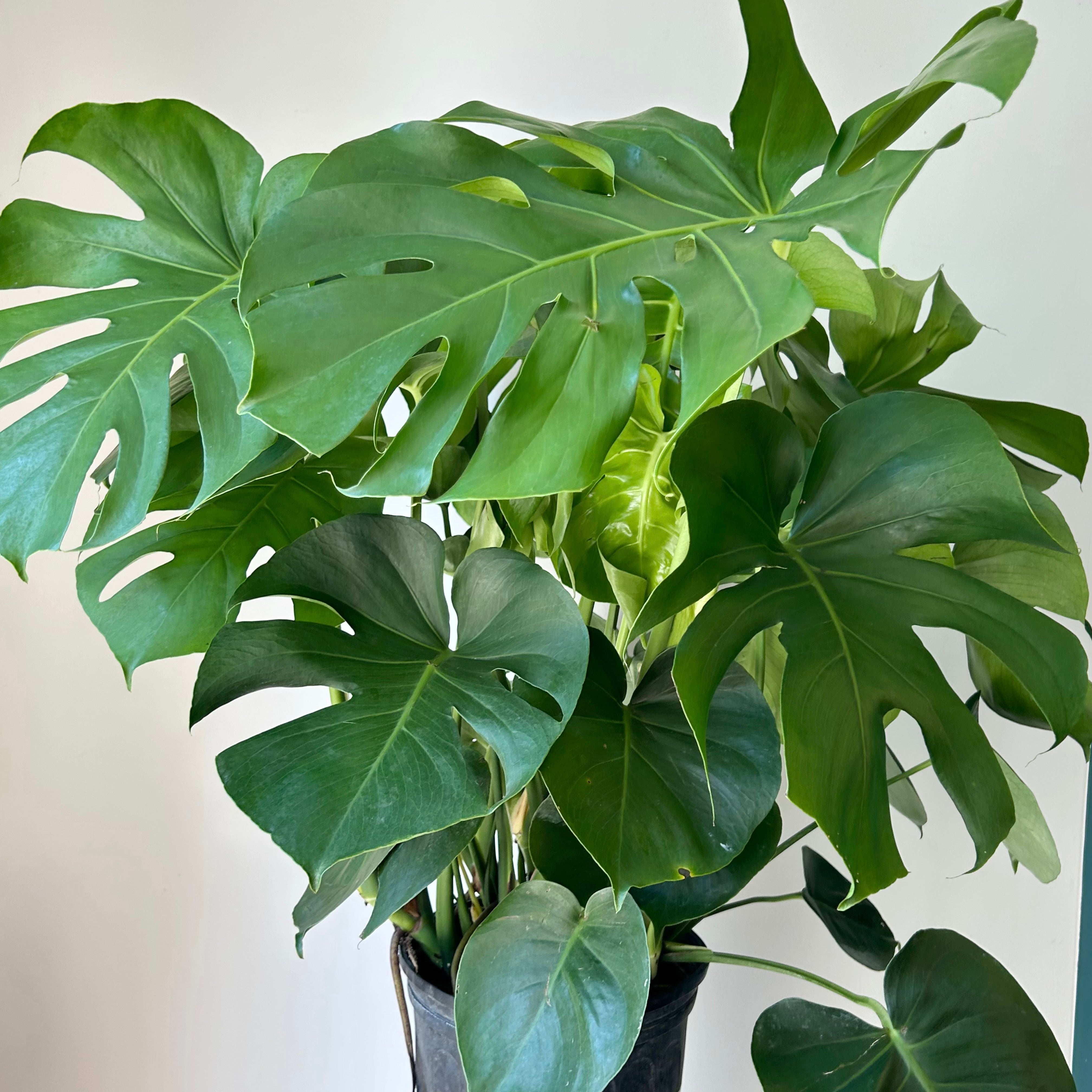 Monstera Deliciosa approximately 3ft tall in 8” pot