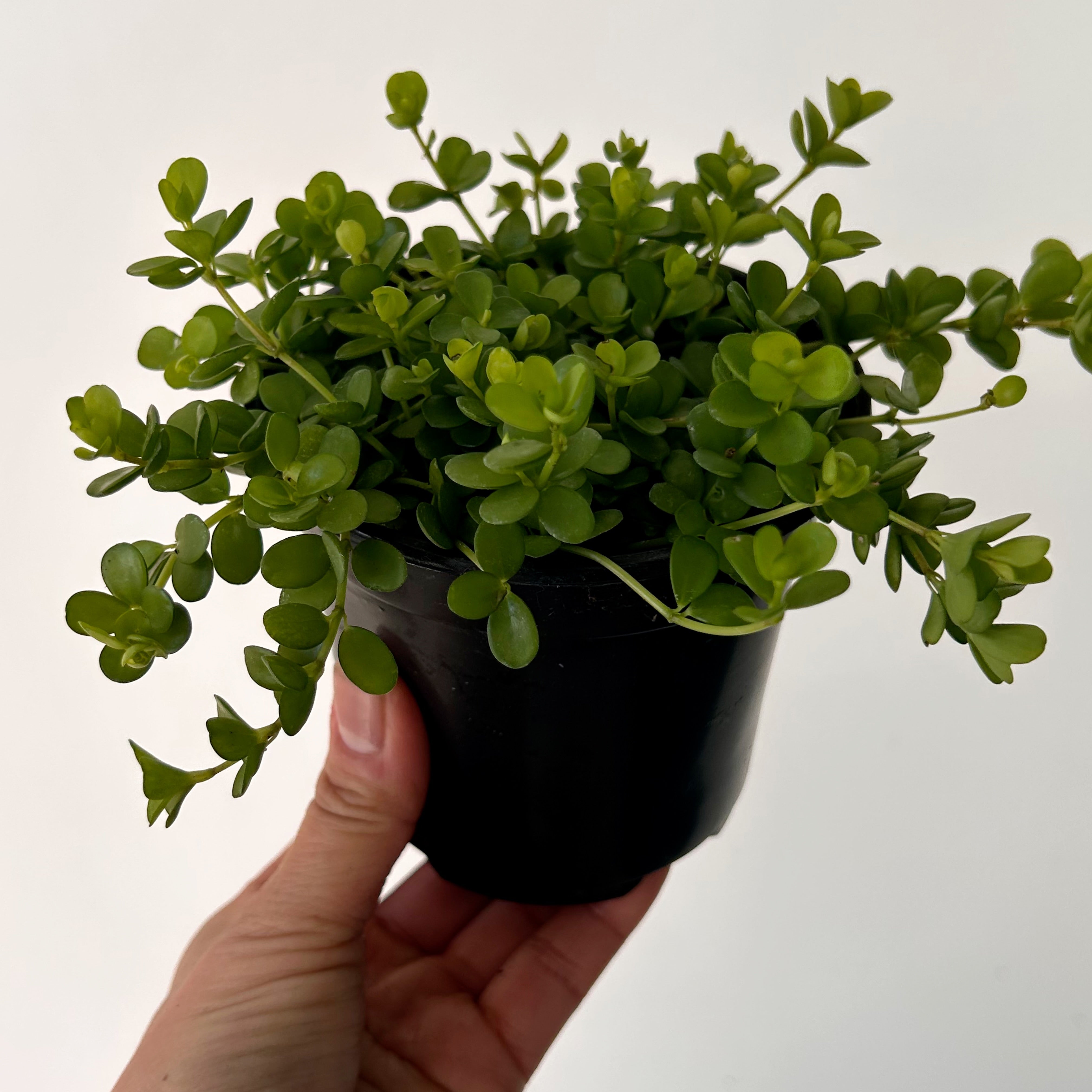 Peperomia deppeana"Rondo Romana” 4”pot