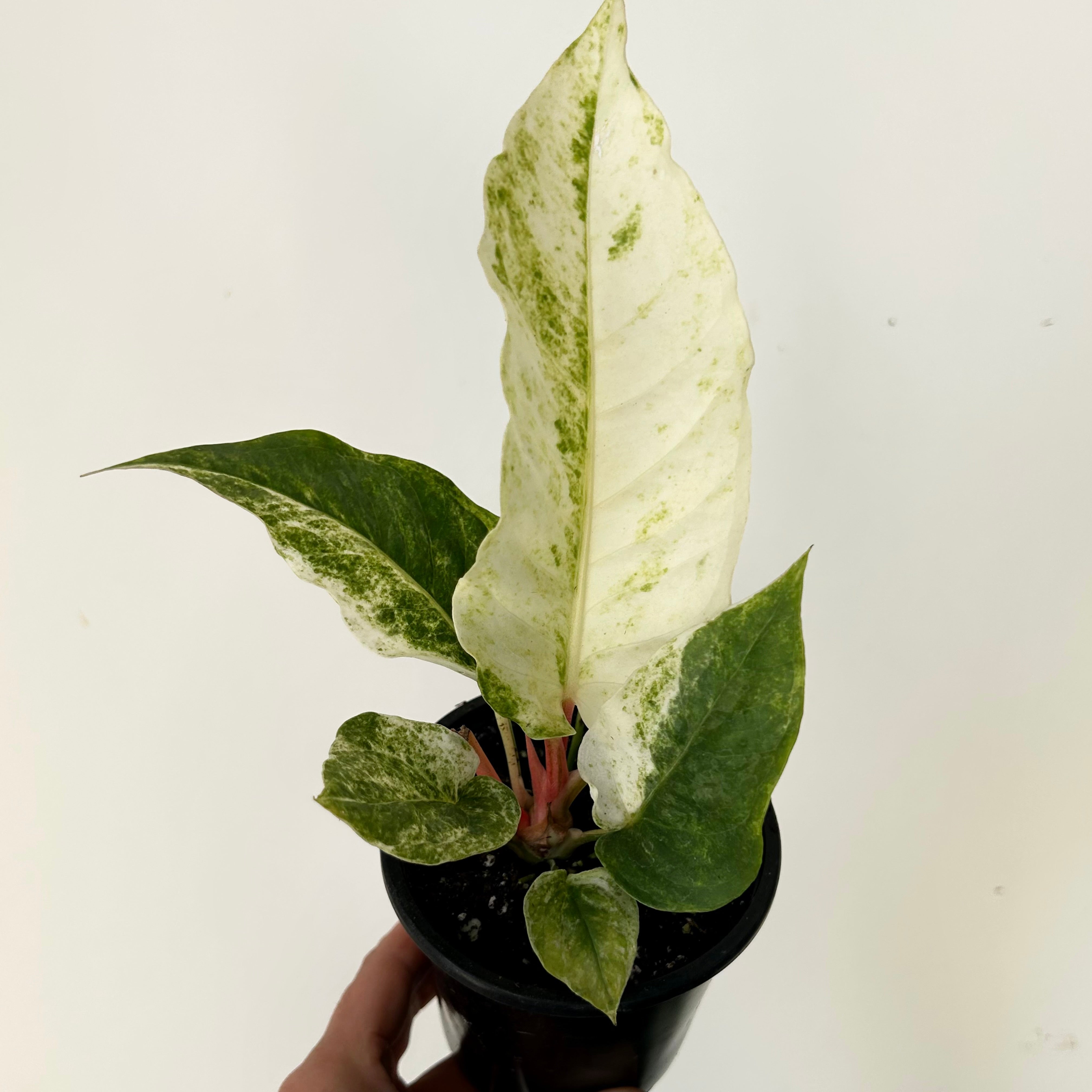 Variegated Birdnest Anthurium (Hookeri) 3.5”pot