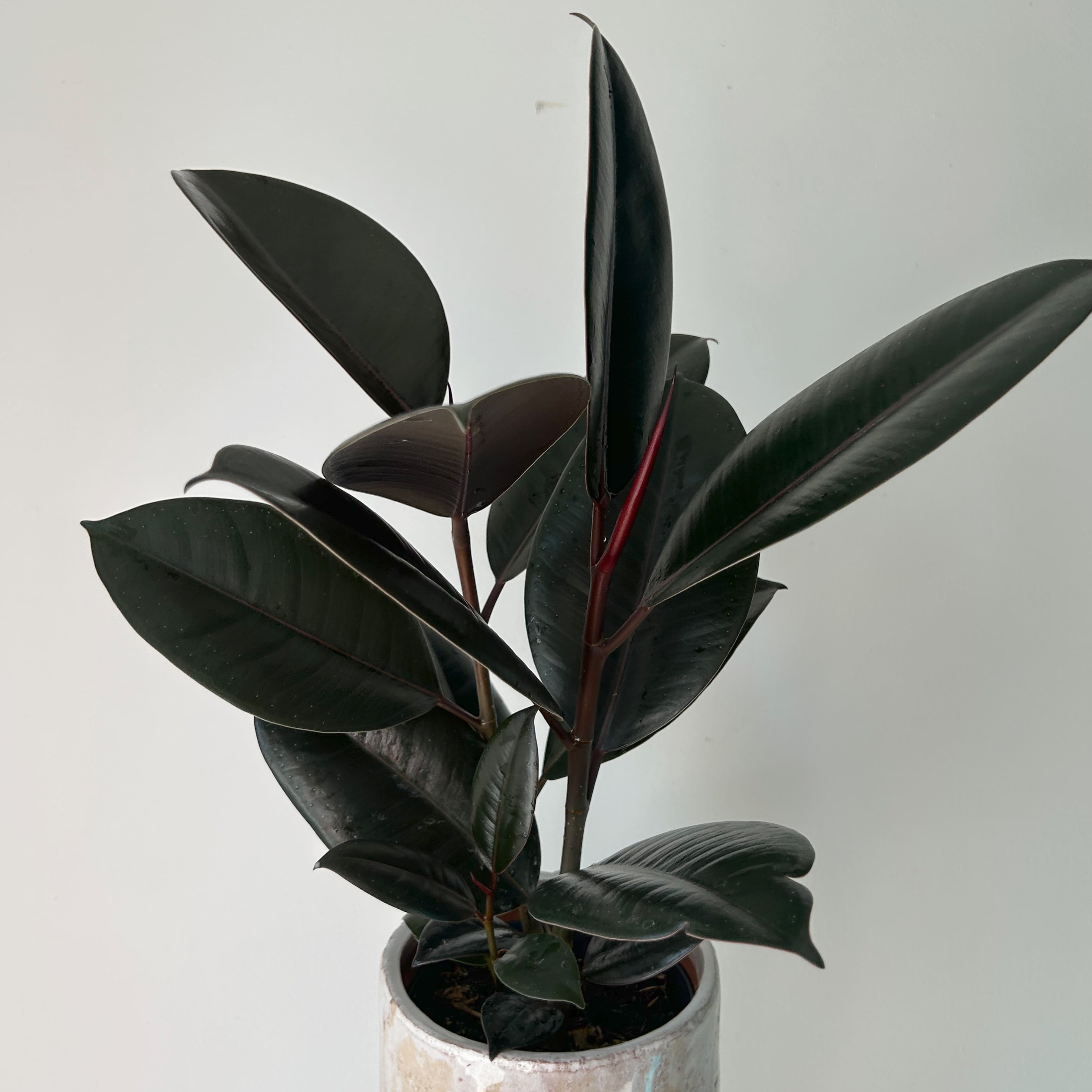 Burgundy Rubber Fig Column (Ficus Elastica) 6”pot
