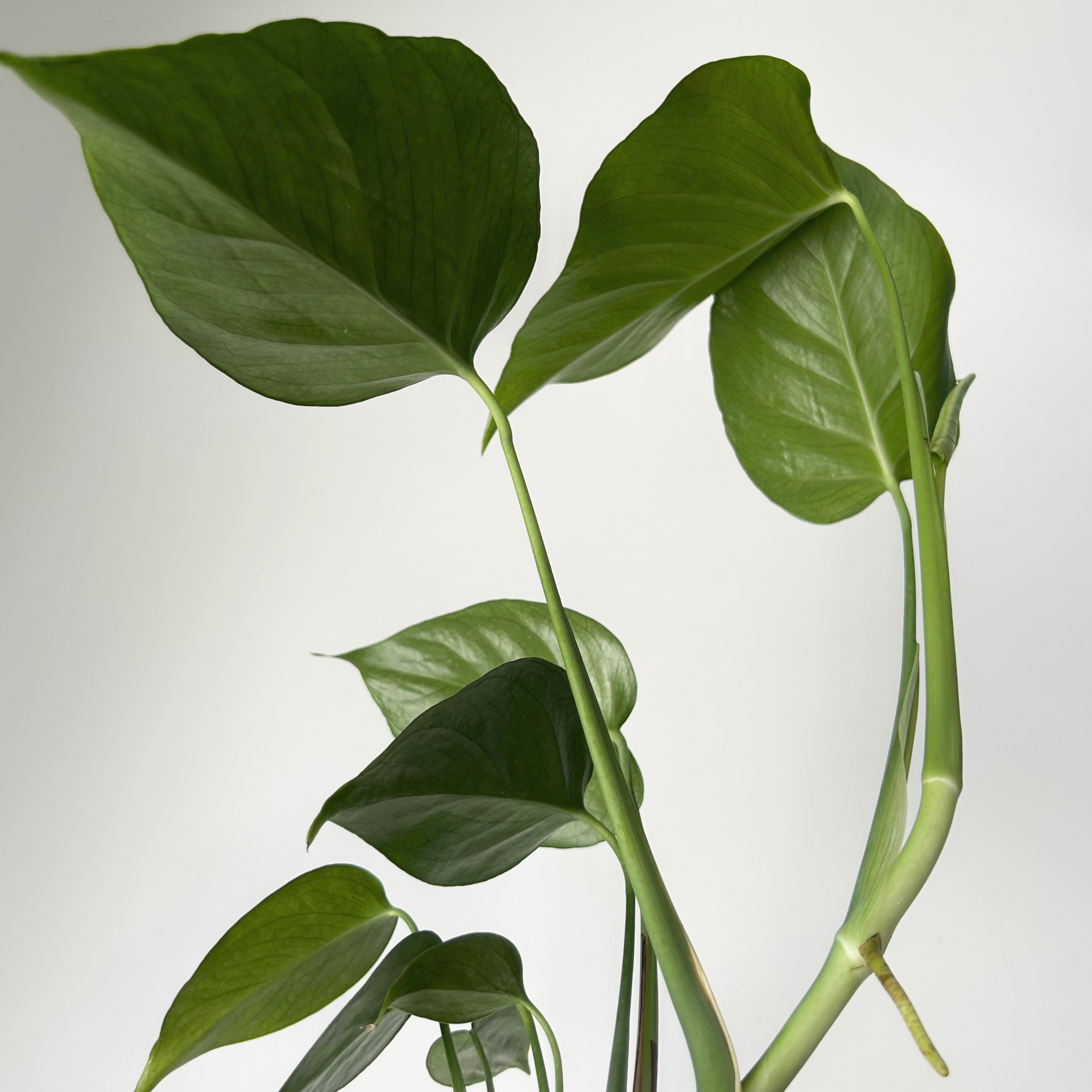 Monstera deliciosa “Sierrana”3.5” pot