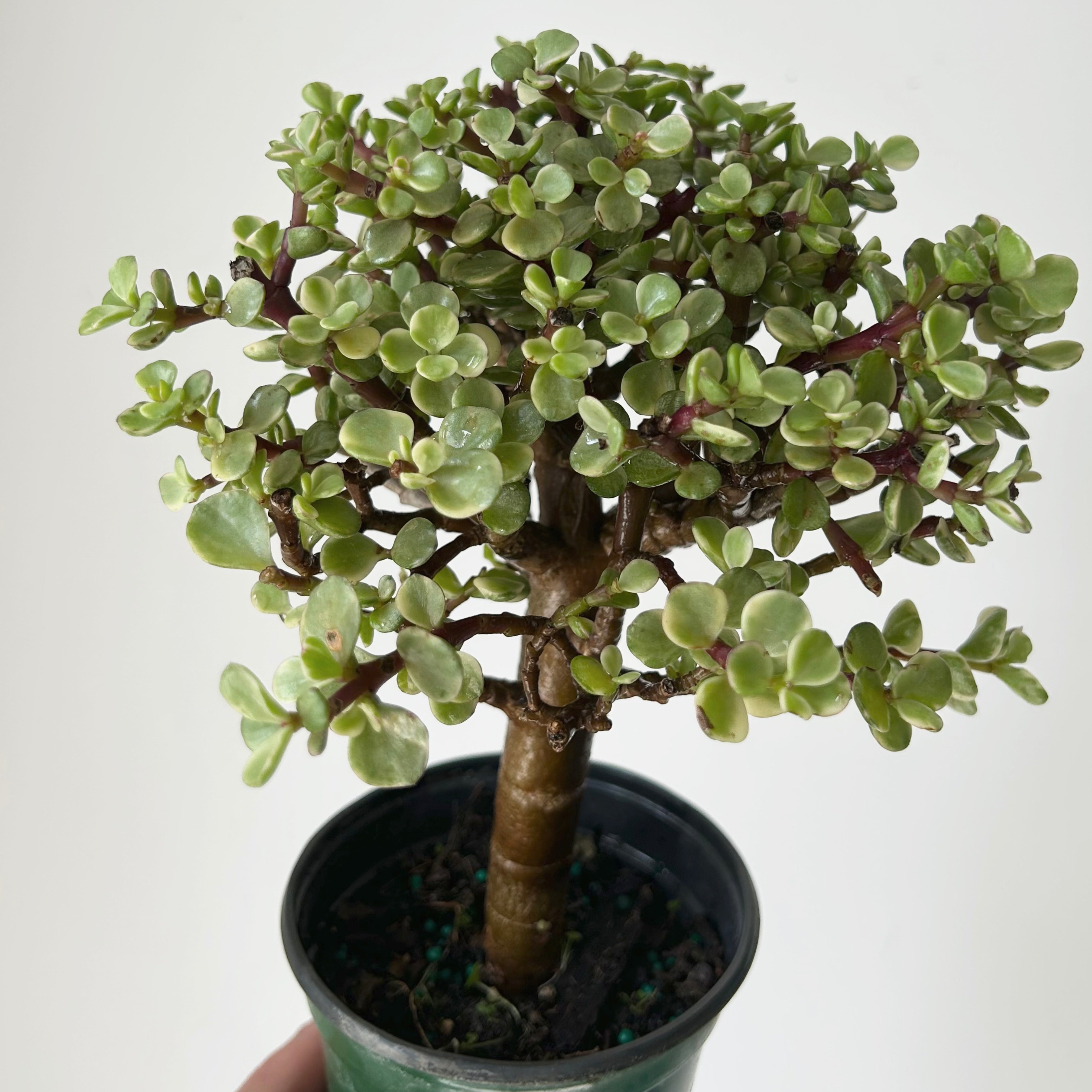 Variegated Elephant Jade PREFINISHED Bonsai Tree (Portulacaria Afra) 4"pot