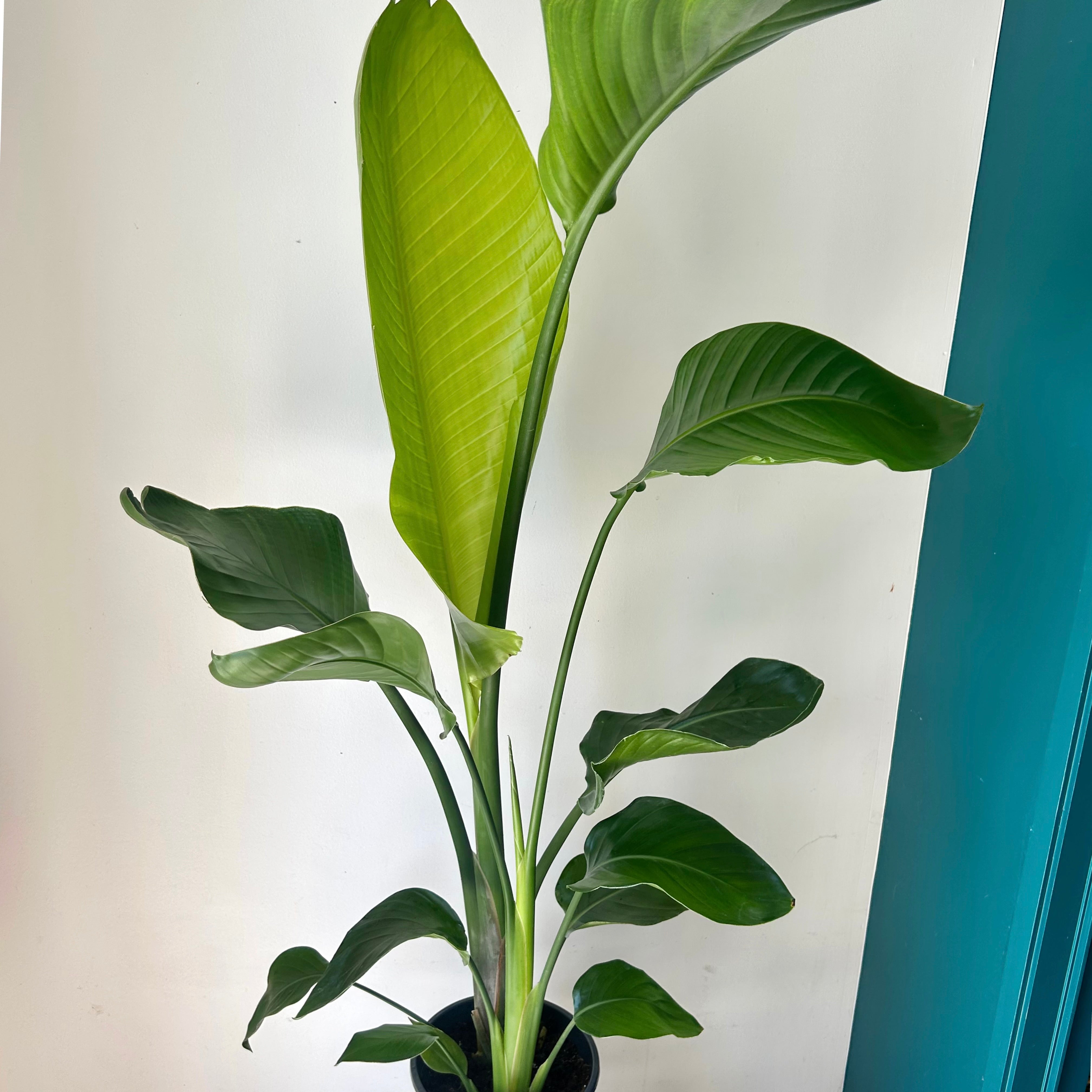 White Bird of Paradise approximately 4ft tall in 8”pot