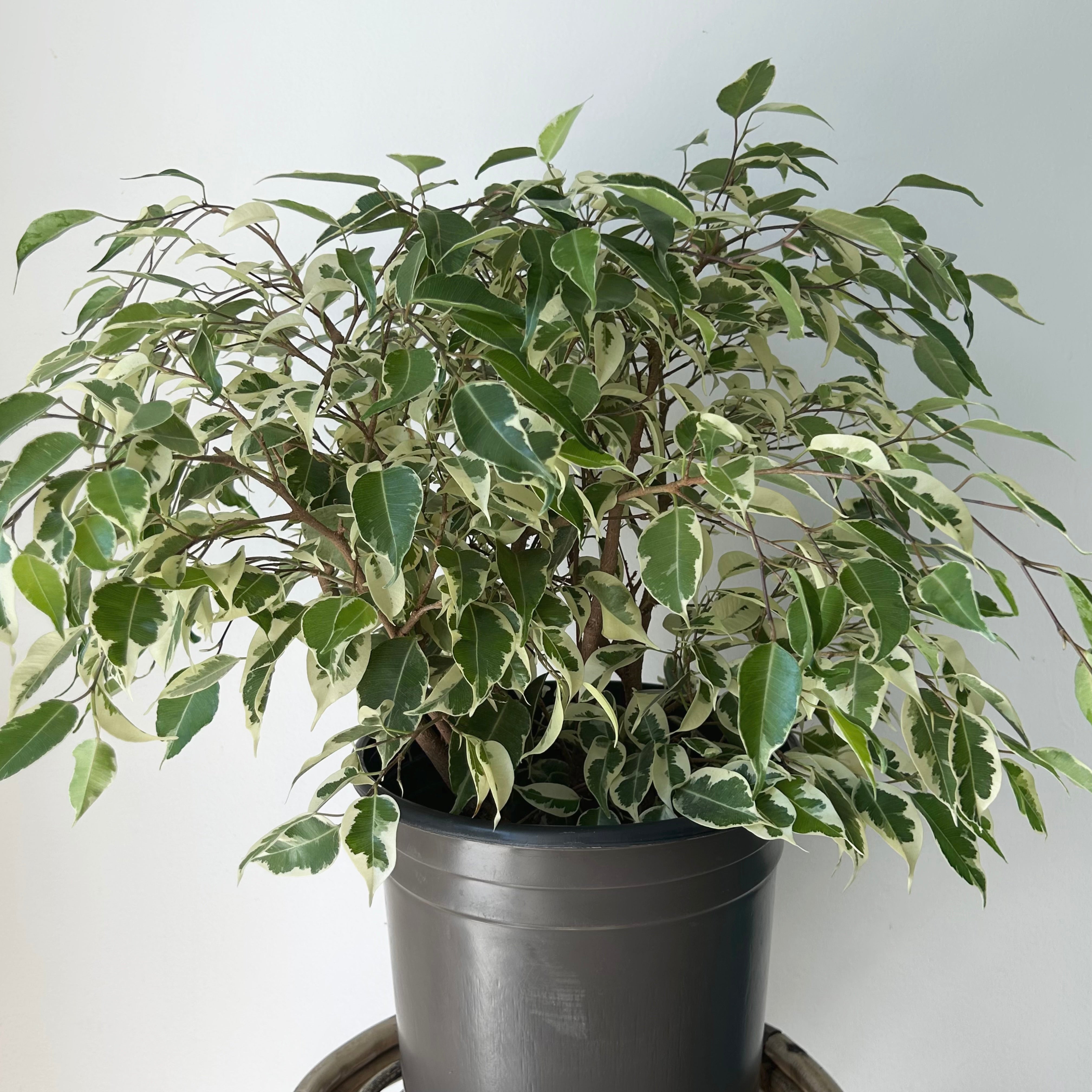 Variegated Ficus Benjamina 8” pot
