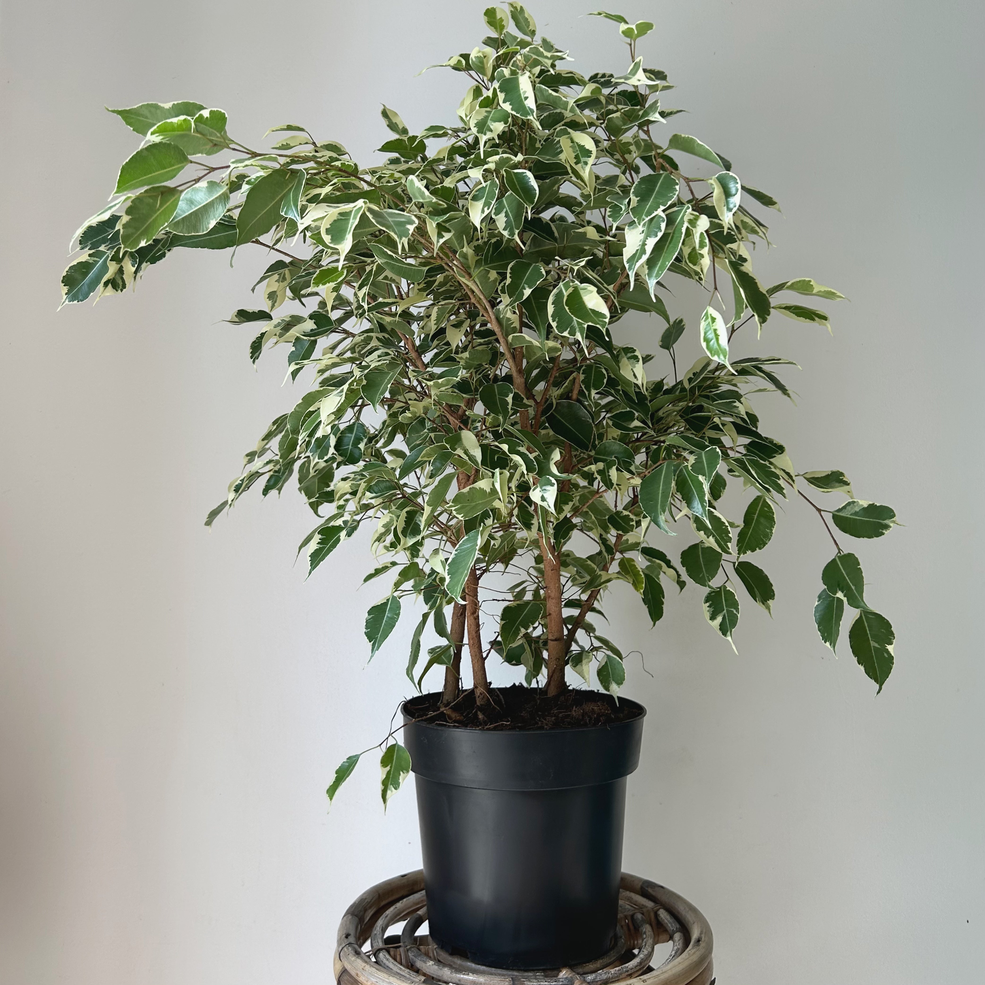 Variegated Ficus Benjamina 8” pot