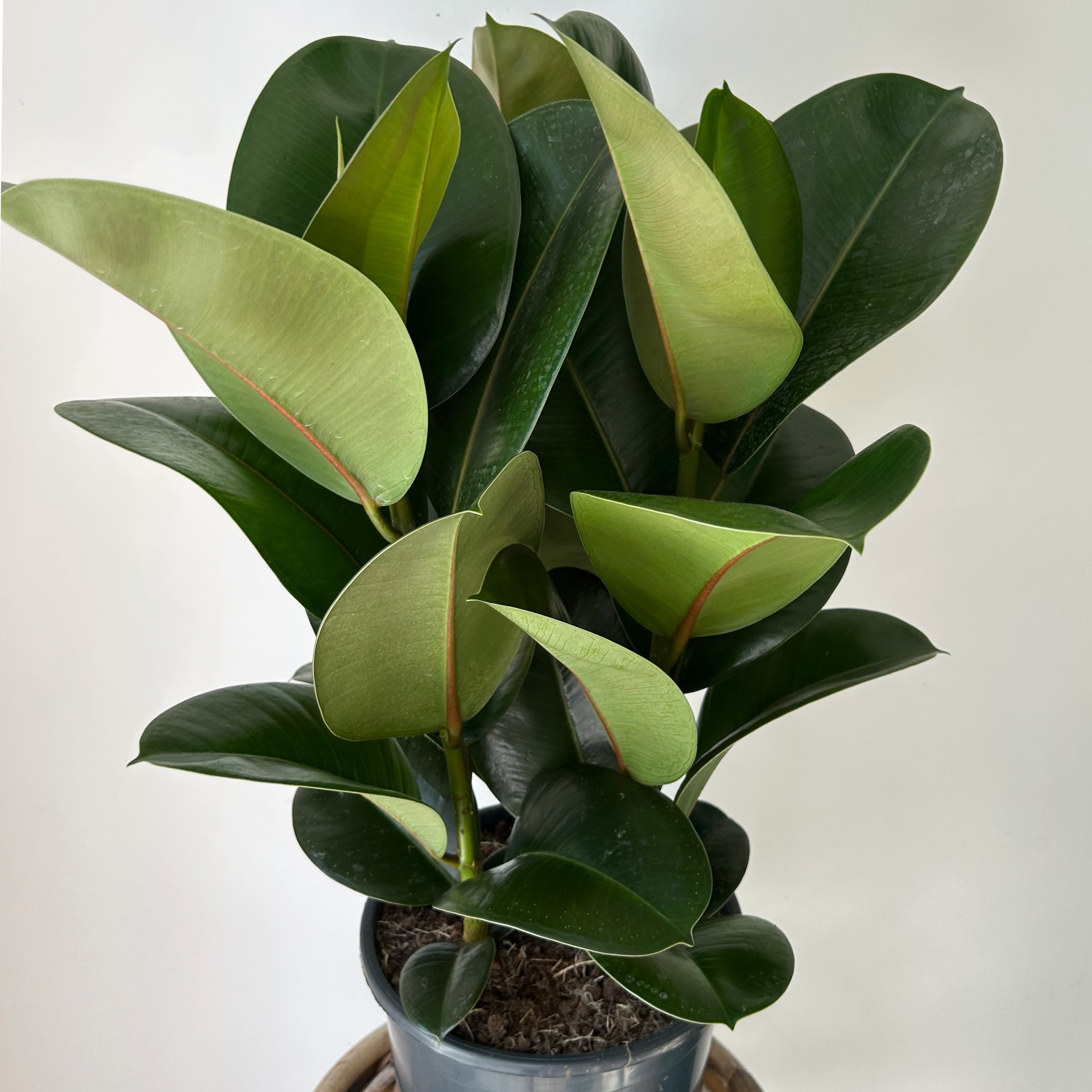 Ficus elastica “Sophia” approximately 2.5ft tall in 10”pot