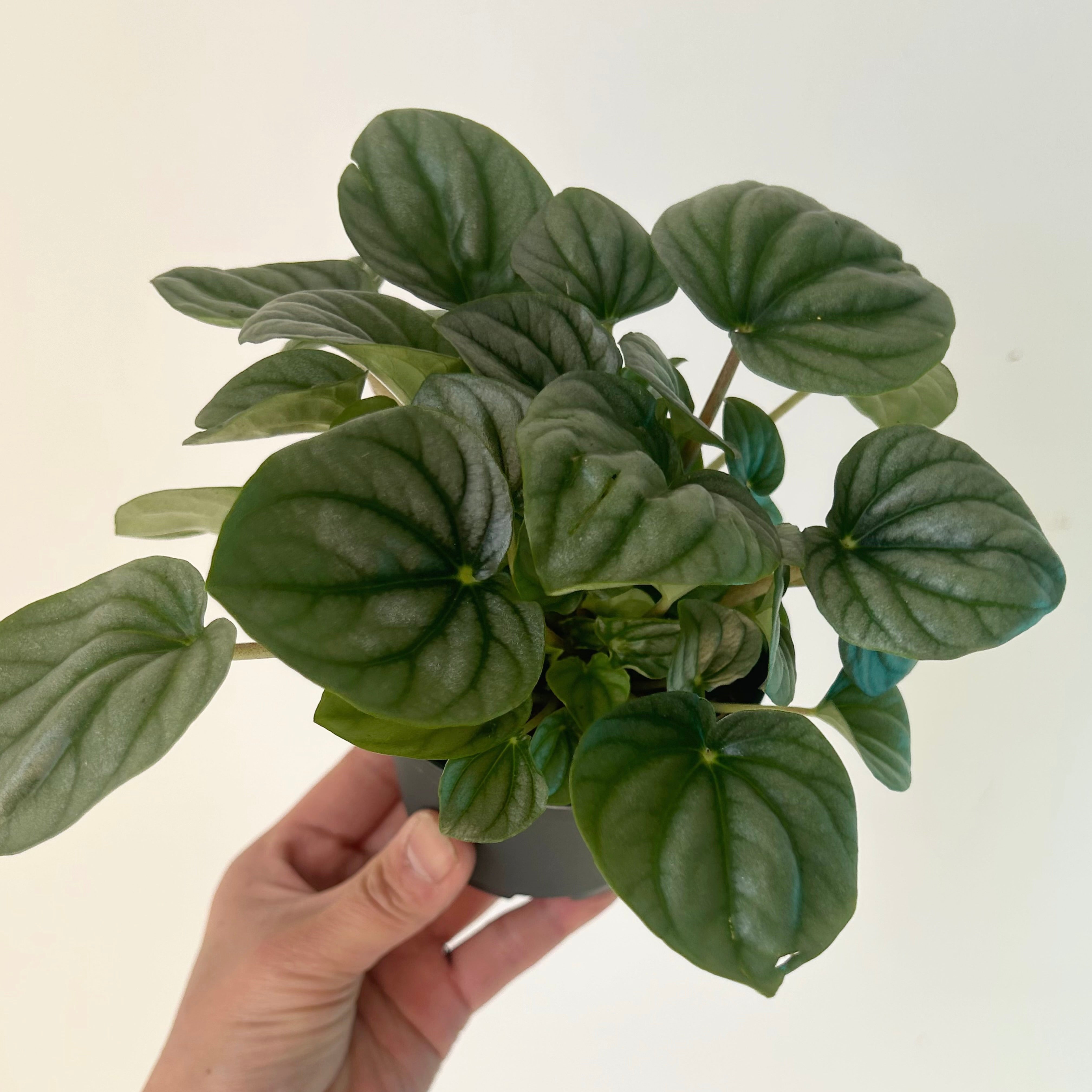 Peperomia "Frost” 3.5” pot