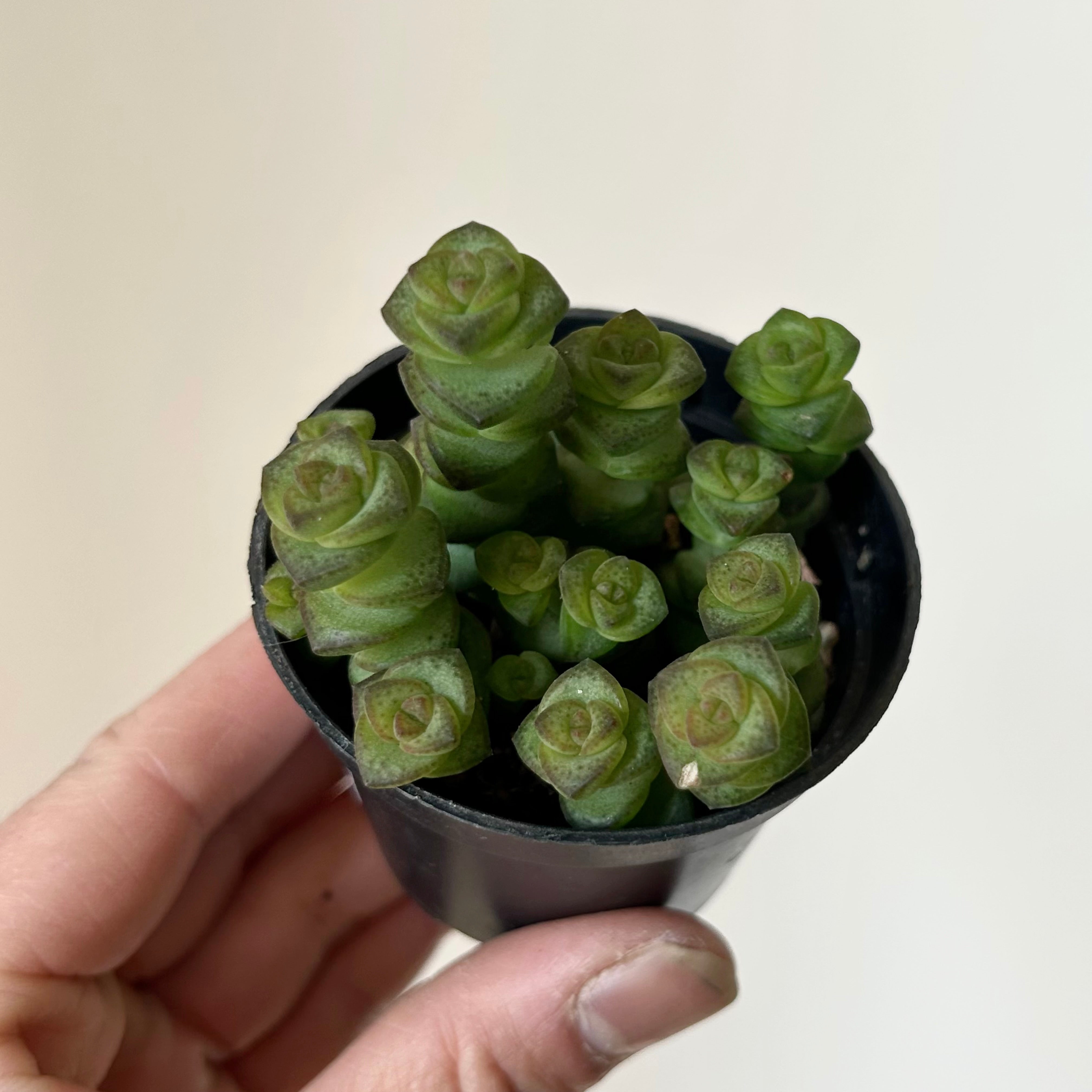 Jade Necklace (Crassula Marnieriana )2.5" pot